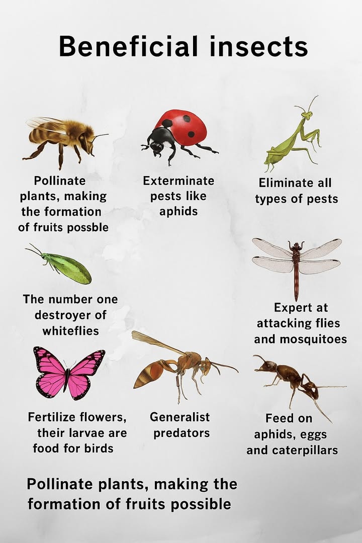 Friendly insects for your garden