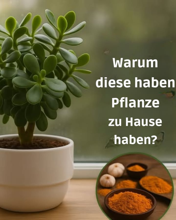 Die Jadepflanze: Ein wahres Schmuckstück für Ihr Zuhause! 

Die Crassula ovata wird in vielen Kulturen geschätzt  und das aus gutem Grund! Entdecken Sie ihre Vorteile in einfachen Schritten:

1 Anerkannter Glücksbringer
Es wird gesagt, dass das Platzieren einer Jadepflanze in der Nähe der Eingangstür Wohlstand und Glück anzieht, ganz im Einklang mit dem Feng Shui.

2 Super pflegeleicht
Diese Sukkulente verträgt Trockenheit und benötigt nur mäßige Bewässerung. Perfekt für Anfänger im Gartenbau!

3 Bessere Luftqualität
Sie hilft, die Luft im Haus zu erfrischen, indem sie Sauerstoff produziert und bestimmte Verunreinigungen aufnimmt.

4 Natürlicher Stil
Mit ihren dicken, glänzenden Blättern fügt sich die Pflanze wunderbar in jede Dekoration ein  ob modern oder rustikal.

5 Symbol für dauerhafte Freundschaft
Die Jadepflanze wird oft als Geschenk überreicht, um freundschaftliche Bindungen zu stärken und Erfolg zu wünschen.

6 Einfach zu vermehren
Schneiden Sie einfach einen Zweig ab, um eine neue Pflanze zu erhalten, die Sie verschenken oder an einem anderen Ort in Ihrem Zuhause platzieren können.

 Probieren Sie diese charmante Pflanze aus und genießen Sie ihre positive Energie!