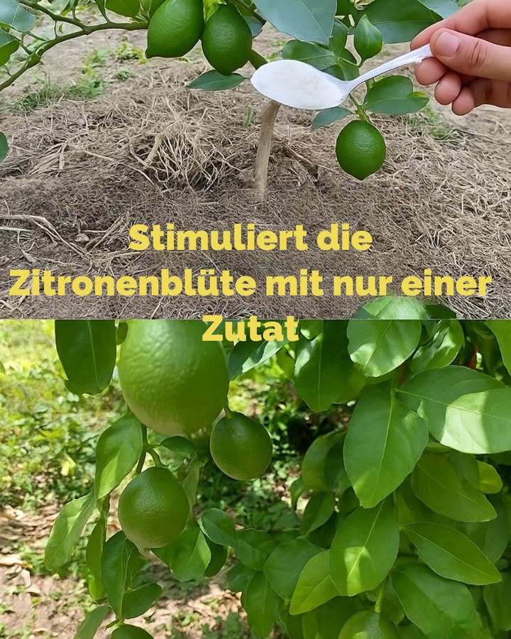 So pflegen Sie Ihre Zitronenbäume auf natürliche Weise

Möchten Sie größere, saftigere Zitronen ernten und Ihren Garten nachhaltig pflegen? Hier finden Sie eine einfache, freundliche Schritt-für-Schritt-Anleitung, um Ihren Zitronenbaum optimal zu unterstützen. Mit natürlichen Mitteln und ein bisschen Geduld erreichen Sie beeindruckende Ergebnisse!

1 Bereiten Sie den natürlichen Dünger vor
Füllen Sie einen Behälter mit 1 Liter sauberem Wasser. Fügen Sie 4 Teelöffel Hafermehl hinzu und rühren Sie gut um, bis alles gut vermischt ist. Das sorgt für eine nährstoffreiche Basis.

2 Ergänzen Sie den Dünger
Geben Sie 1 Teelöffel Zimt für antimykotische Eigenschaften und 1 Teelöffel Rohrzucker für die Energie der Wurzeln in das Gemisch. Noch einmal gut umrühren, damit alles verbunden ist.

3 Lassen Sie die Mischung fermentieren
Decken Sie den Behälter mit einem Baumwolltuch ab und stellen Sie ihn an einen warmen, lichtgeschützten Ort, z.B. in einen gut belüfteten Raum. Lassen Sie die Lösung für etwa 48 Stunden ruhen, damit sie leicht fermentiert und ihre Wirkstoffe aktiviert.

4 Verdünnen Sie den Dünger
Gießen Sie die fermentierte Lösung vorsichtig in einen Eimer mit mindestens 5 Litern saubem Wasser. Rühren Sie um, damit alles gut vermischt ist. Jetzt ist Ihr natürlicher Flüssigdünger einsatzbereit!

5 Perfekt gießen
Verteilen Sie die Lösung gleichmäßig im Boden rund um die Wurzeln des Zitronenbaumes. Achten Sie darauf, dass der Boden feucht, aber nicht nass ist. So fördern Sie das Wachstum und die Gesundheit Ihrer Pflanze.

6 Regelmäßig wiederholen
Wiederholen Sie diese Behandlung alle zwei Wochen während der Wachstumsphase. Das sorgt für eine üppige Blüte und große, saftige Früchte.

 Sie sind fast am Ziel! Seien Sie geduldig, beobachten Sie Ihre Pflanzen genau und passen Sie die Pflege individuell an. Mit Liebe, Natur und Ausdauer wachsen Ihre Zitronen zu echten Lieblingsfrüchten heran. Viel Erfolg und Freude beim Gärtnern!