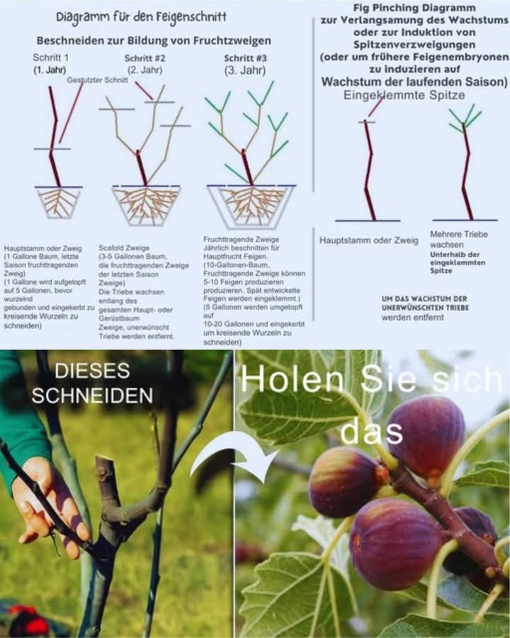 Wie und Wann Feigenbäume für maximale Fruchterträge schneiden
Zeitpunkt des Schnitts:
Winter NovemberFebruar: Ideal, wenn der Baum ruht.
Sommer: Vermeiden, da dies zu Saftverlust und verringertem Ertrag führen kann.
Vorbereitung der Werkzeuge:
Scharfe, saubere Gartenscheren verwenden.
Klingen desinfizieren, um Krankheitsübertragungen zu verhindern.
Struktur des Baumes formen:
Junge Bäume: Offene Struktur schaffen, indem ins Innere wachsende Äste entfernt werden.
Konkurrenzäste zugunsten der Luftzirkulation abschneiden.
Entfernen von toten/kranken Ästen:
Bis zur Verzweigung oder zum Hauptstamm zurückschneiden, um gesundes Wachstum zu fördern.
Fruchtproduktion fördern:
Fruchttragende Äste um ein Drittel ihrer Länge zurückschneiden über gesunder Knospe.
Früchte ausdünnen:
Übermäßige, kleine oder beschädigte Feigen entfernen, um verbleibende Früchte zu fördern.
Größe kontrollieren:
Zu große Äste entfernen, knapp über einer Knospe oder einem Seitenast schneiden.
Pflege nach dem Schnitt:
Schnittreste beseitigen, um Krankheiten vorzubeugen.
Baum ausreichend bewässern und düngen.
Fazit: Ein gut durchgeführter Schnitt im Winter optimiert die Fruchtproduktion, erhält die Gesundheit des Baumes und fördert sein Wachstum.