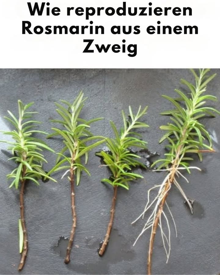 Warum Rosmarin zuhause anbauen?

Duftend und vielseitig für Küche, Tee, Kosmetik und Naturpflege

Pflegeleicht und verschönert jeden grünen Bereich

 Vermehrung durch Stecklinge:

Einen gesunden 15 cm langen Trieb wählen

Schräg abschneiden und über Nacht ruhen lassen

Am nächsten Morgen die unteren Blätter entfernen

 Anzucht im Wasser:

Den Trieb in ein Glas mit Wasser bei Zimmertemperatur stellen

An ein helles, zugluftgeschütztes Fenster platzieren

Wasser regelmäßig nachfüllen

Nach einer Woche: erste Austriebe sichtbar

Nach drei Wochen: Wurzeln bilden sich

華 Eintopfen:

In einen 15-cm-Topf mit Erde und Kompost setzen

Mittig einpflanzen, Steckling einsetzen

Alle 23 Tage leicht gießen

 Ergebnis:

Eine kräftige neue Pflanze für zuhause  ganz ohne Kosten!