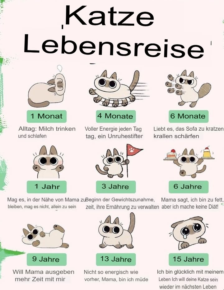 Katze Lebensreise  Ein Blick auf die Etappen im Leben unserer Samtpfoten 

Das Leben einer Katze ist eine faszinierende Reise voller Neugier, Spiel, Liebe und besonderen Momenten. Jede Lebensphase bringt neue Eigenschaften, Bedürfnisse und liebenswerte Eigenheiten mit sich. Die Grafik zeigt diese Entwicklung auf humorvolle Weise  und hier bekommst du die Details dazu.

1 Monat  Der zarte Anfang

In den ersten Wochen besteht der Alltag einer kleinen Katze fast ausschließlich aus Milch trinken und schlafen. Diese Phase ist entscheidend für Wachstum und Immunsystem. Kitten brauchen Wärme, Geborgenheit und vor allem Nähe zur Mutter.

4 Monate  Energie pur

Mit vier Monaten verwandelt sich das süße Fellknäuel in einen kleinen Wirbelwind. Alles wird erkundet, jeder Gegenstand wird zum Spielzeug, und kein Tag vergeht ohne Abenteuer. Besitzer erleben ihre Katze als wahren Unruhestifter, der das Haus auf den Kopf stellt.

6 Monate  Krallen schärfen und Unfug treiben

Jetzt beginnt die Zeit, in der Möbel, Teppiche und Sofas leiden. Katzen schärfen ihre Krallen instinktiv, um ihr Territorium zu markieren und ihre Muskulatur zu trainieren. Kratzbäume und Spielmöglichkeiten sind in dieser Phase unverzichtbar, damit dein Sofa verschont bleibt.

1 Jahr  Nähe ist wichtig

Eine einjährige Katze hat ihre Jugendphase hinter sich und sucht aktiv die Nähe ihrer Menschen. Sie möchte dazugehören und mag es nicht, lange allein gelassen zu werden. Das Band zwischen Katze und Mensch festigt sich in diesem Alter besonders stark.

3 Jahre  Erste Gewichtsprobleme

Mit drei Jahren beginnt für viele Katzen die Zeit der Gewichtszunahme. Ihr Stoffwechsel verlangsamt sich leicht, während der Appetit bestehen bleibt. Eine ausgewogene Ernährung und regelmäßige Bewegung sind jetzt besonders wichtig.

6 Jahre  Mama sagt, ich bin zu dick

In diesem Alter bemerken viele Halter, dass ihre Katze etwas runder geworden ist. Manche Stubentiger verweigern jedoch jede Art von Diät. Hier sind Geduld, gesunde Snacks und angepasste Fütterungszeiten gefragt.

9 Jahre  Kuschelzeit

Die Katze wird älter und wünscht sich mehr Zuwendung. Gemeinsame Ruhephasen, Streicheleinheiten und Nähe stehen nun ganz oben auf der Wunschliste. Auch wenn das Spieltrieb nachlässt, bleibt die Sehnsucht nach Aufmerksamkeit bestehen.

13 Jahre  Weniger Energie

Mit dreizehn Jahren wird die Katze sichtbar ruhiger. Ihr Körper signalisiert Müdigkeit, und lange Nickerchen nehmen zu. Jetzt ist Fürsorge besonders wichtig: weiche Schlafplätze, regelmäßige Tierarztbesuche und viel Geduld machen den Alltag für die Katze angenehm.

15 Jahre  Ein erfülltes Leben

In diesem hohen Alter blickt die Katze auf ein glückliches Leben zurück. Viele Halter berichten von einer tiefen Verbundenheit, die über die Jahre gewachsen ist. Der Gedanke, im nächsten Leben wieder Katze sein zu wollen, spiegelt die Zufriedenheit und Würde wider, die Katzen bis ins hohe Alter ausstrahlen.

Fazit

Die Lebensreise einer Katze ist ein Spiegel aus Energie, Abenteuer, Nähe und Liebe. Vom tapsigen Kitten bis zur weisen Senior-Katze begleitet sie uns mit einzigartigem Charakter und unvergleichlicher Treue. Jede Phase hat ihren Charme  und macht deutlich, warum Katzen für viele Menschen zu echten Familienmitgliedern werden.