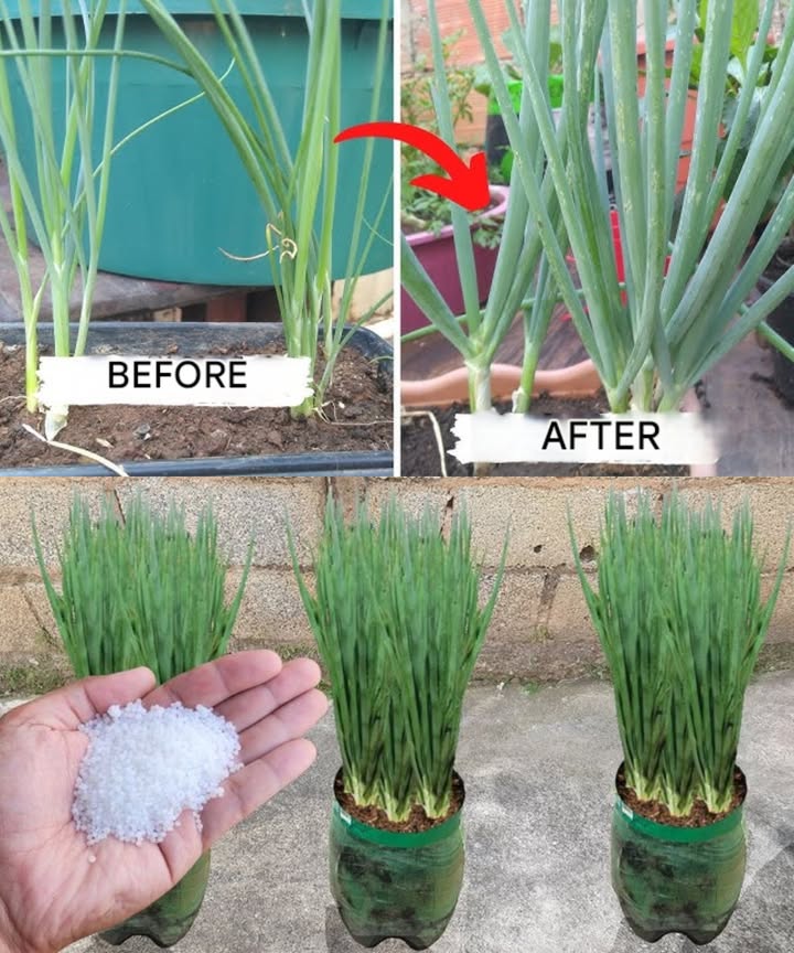 Trick to Make Your Green Onions Grow Like Crazy! 

Want your green onions to grow thick and strong all year round? Follow this simple recipe to give them the nutrients they need for explosive growth!

1 Mix the Ingredients
In a container, combine 1 liter of water, 1 tablespoon of coffee grounds, 1 tablespoon of crushed eggshells, 1 tablespoon of sugar, and 1 teaspoon of yeast.

2 Let it Rest
Allow the mixture to sit for 24 hours so all the ingredients can release their nutrients.

3 Strain the Mixture
After 24 hours, strain the solution to remove any solid particles, leaving only the nourishing liquid.

4 Water Regularly
Use the filtered liquid to water your green onions once a week.

 The Result: By regularly feeding your green onions with this mixture, theyll grow stronger, thicker, and faster! Good luck with your green onions!