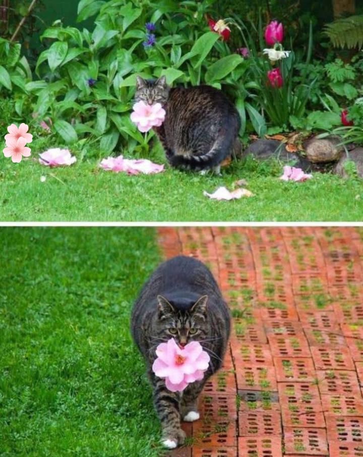 Diese Katze wartet geduldig, bis die Blumen fallen, und sucht sorgfältig die schönsten aus, um sie als Geschenk für ihren Besitzer zu bringen