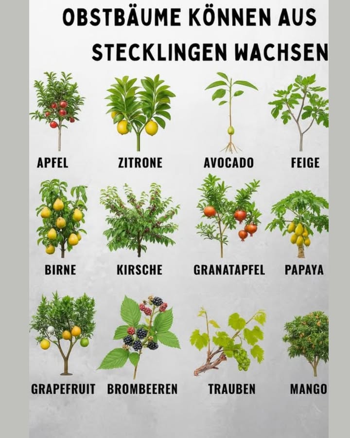 Obstbäume aus Stecklingen vermehren  ganz einfach! 
 Geeignete Obstsorten:
 Apfel, Birne, Kirsche  gut für mildes Klima
 Zitrone, Orange, Grapefruit  perfekt für Töpfe & Hausgärten
 Avocado, Feige, Olive  lieben Sonne
 Papaya, Mango  brauchen warm-feuchtes Klima
 Granatapfel, Weintrauben  robust & ertragreich
 Brombeeren, Himbeeren, Blaubeeren  wachsen schnell und liefern viel
 Tipps für erfolgreiche Stecklingsvermehrung:
 Schneide gesunde Zweige 1520 cm
 Schnittstelle in Bewurzelungshormon tauchen
 In feuchter, warmer Erde wurzeln lassen
 Extra-Tipp:
Decke den Steckling mit einer durchsichtigen Plastiktüte ab  das schafft ein Mini-Gewächshaus und fördert schnelleres Wurzelwachstum!