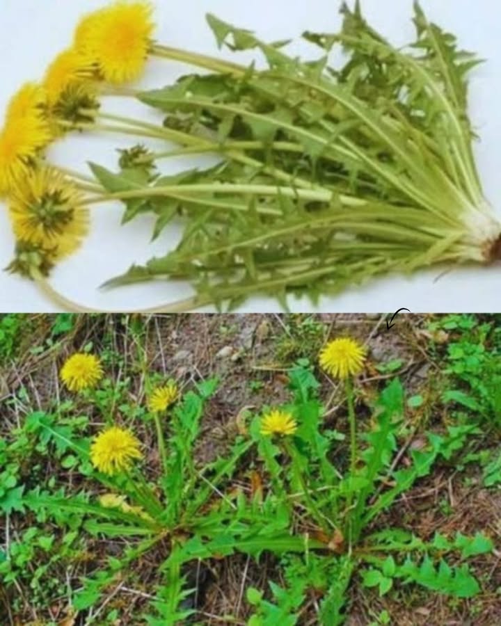 Die häufigsten Fehler beim Umgang mit Löwenzahn: Was Sie unbedingt vermeiden sollten 
喙 Fehler 1: Die gesundheitlichen Vorzüge ignorieren  
Löwenzahn ist voll von Vitaminen, Mineralien und Antioxidantien. Die Blätter enthalten Vitamin A, C und K sowie Eisen, Calcium und Kalium. Diese Nährstoffe unterstützen die Leber, fördern die Verdauung und wirken entzündungshemmend. Viele übersehen diese Vorteile und sehen Löwenzahn nur als Unkraut.
綾 Fehler 2: Löwenzahn nicht in die Ernährung einbauen  
Löwenzahnblätter sind perfekt für frische Salate. Ihr leicht bitterer Geschmack verleiht dem Gericht eine interessante Note. Kombinieren Sie sie mit anderen Frühlingsgemüsen und einem Zitronendressing für eine gesunde und schmackhafte Mahlzeit.
 Fehler 3: Die Wurzeln nicht nutzen  
Getrocknete Löwenzahnwurzeln können für Tee verwendet werden. Dieser wirkt entwässernd und hilft, Giftstoffe auszuscheiden. Er unterstützt auch die Verdauung und die Leberfunktion. Viele wissen nicht, dass auch die Wurzeln nützlich sind.
 Fehler 4: Die Blüten ungenutzt lassen  
Gelbe Löwenzahnblüten können zu köstlichem Honig verarbeitet werden. Dieser Honigersatz ist süß und gesund, ideal als Brotaufstrich oder zum Süßen von Tee.
 Fehler 5: Mit Löwenzahnsirup experimentieren  
Blüten mit Wasser und Zucker kochen, um einen süßen Sirup zu machen. Dieser passt perfekt auf Desserts, Pfannkuchen oder Eis und verleiht Gerichten eine besondere Note. Viele verpassen die einfache Gelegenheit, diesen leckeren Sirup herzustellen.
 Fehler 6: Löwenzahnöl nicht selbst machen  
Gelbe Blüten in Öl einlegen, um aromatisches Löwenzahnöl zu erhalten. Das Öl eignet sich für Salatdressings oder als würzige Zugabe beim Kochen. Probieren Sie diese einfache Methode, um Löwenzahn in der Küche zu nutzen.
 Fehler 7: Die heilenden Eigenschaften unterschätzen  
In der Volksmedizin wird Löwenzahn bei Hautproblemen, Rheuma und Verdauungsstörungen eingesetzt. Vor der Anwendung sollten Sie jedoch immer einen Fachmann konsultieren. Viele unterschätzen die gesundheitlichen Vorteile dieses Krauts.
Pflegen Sie Ihren Umgang mit Löwenzahn bewusst und nutzen Sie seine vielfältigen Chancen für Gesundheit und Genuss!