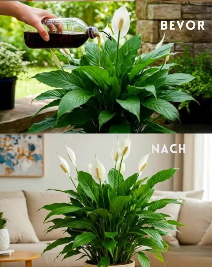 Einfache Pflege für die Friedenslilie 

1 Zutaten mischen  1 Liter Wasser, 200 ml ungesüßter Kaffee und 1 Esslöffel Zimt vermengen. 3 Stunden ziehen lassen.
2 Lösung abseihen  Feststoffe entfernen, damit nur die wichtigen Nährstoffe übrig bleiben.
3 Pflanze gießen  Die Mischung direkt auf den Boden geben für optimale Nährstoffversorgung.
4 Blätter besprühen  Mit einem Sprühgerät die Blätter befeuchten, damit sie glänzend und gesund bleiben.
5 Wachstum beobachten  Schon nach wenigen Tagen wird deine Pflanze gesünder und lebendiger aussehen!

Mit diesem natürlichen Rezept wird deine Friedenslilie prächtig und voller Leben sein!