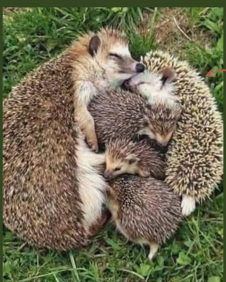 Wenn Sie mir in Ihrem Garten begegnen, denken Sie bitte daran, mir etwas zu essen zu hinterlassen, wie zum Beispiel Hühnchen-Kroketten für Katzen.