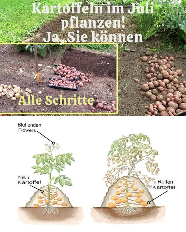 Tipps zum Kartoffelanbau im Sommer

Einige frühe Kartoffeln könnten in den nächsten Wochen zur Ernte bereit sein, während andere Hauptkartoffeln noch ein paar Monate im Boden bleiben können. Hier ist ein Leitfaden zum Anbau, zur Ernte und zur Lagerung von Kartoffeln in den nächsten Monaten.

Pflege der Kartoffelpflanzen:

Du kannst das Häufeln der Kartoffeln Ende Mai/Anfang Juni einstellen, da zu diesem Zeitpunkt keine Frostgefahr mehr besteht.

Gieße die Kartoffeln während sehr heißer, trockener Perioden zweimal pro Woche gründlich. Dadurch erhält die Pflanze genug Wasser, das tief in den Boden einsickert, während die obersten 2-3 cm des Bodens zwischen den Wassergaben trocknen können. Dies hilft, den Befall mit Kartoffelfäule in Schach zu halten.

Achte regelmäßig auf Anzeichen von Kartoffelfäule siehe unten.

Versuche, Unkraut von den Kartoffelpflanzen fernzuhalten.

Probleme und Schädlinge:

Kartoffelfäule  Überprüfe deine Kartoffelpflanzen regelmäßig auf braune Flecken auf den Blättern. Dies ist ein erster Hinweis darauf, dass sie von der Kartoffelfäule, einer durch Pilzsporen übertragenen Krankheit, betroffen sind. Wenn die Krankheit fortgeschritten ist, können braune Flecken auch an den Stielen sichtbar werden und die Blätter beginnen zu verfallen. Entferne befallenes Laub und entsorge es am besten verbrennen. Versuche dann, noch mehr Blätter zu entfernen, um die Luftzirkulation zwischen den Pflanzen zu verbessern. Behalte den Zustand im Auge und hoffentlich hast du es unter Kontrolle, bevor es zu schlimm wird! Falls die Ernte stark betroffen ist, schneide das gesamte Laub an der Basis der Stängel ab. Du kannst die Kartoffeln zwei Wochen lang im Boden lassen, damit die Schalen aushärten, bevor du sie ausgräbst.

Nacktschnecken  Kartoffeln werden oft von Schnecken beschädigt, die unterirdisch wirken, obwohl das Laub gesund aussieht. Wenn du viele Schnecken im Garten hast, lohnt es sich, die Kartoffeln mit Bierfallen oder ähnlichem zu schützen und den Boden zwischen den Wassergaben trocknen zu lassen.

Kartoffelschorf  Diese durch Bakterien verursachte Krankheit hinterlässt raue, schorfige Stellen auf der Haut der Kartoffeln und tritt häufig in heißen, trockenen Sommern auf. Sie kann durch regelmäßiges und gründliches Gießen verhindert werden. Es ist kein großes Problem, und du kannst die Kartoffeln vor dem Kochen schälen oder abschaben und trotzdem eine gute Ernte genießen.

Kartoffeln zerfallen beim Kochen  Dies ist ein Zeichen dafür, dass die Pflanzen während der Wachstumsperiode nicht genug Wasser erhalten haben.

Ernte und Lagerung:

Frühkartoffeln  Diese Gruppe von Kartoffeln erreicht am schnellsten die Reife, normalerweise in 10-12 Wochen. Sie sind bereit zur Ernte, wenn die Blüten aufgehen. Wenn sie Ende April/Anfang Mai gepflanzt wurden, sind die ersten Frühkartoffeln in der Regel Anfang/Mitte Juli erntereif, die zweiten Frühkartoffeln Mitte Juli/August. Sie können noch 3-4 Wochen im Boden bleiben, wenn du das Laub abschneidest. Sie sollten so schnell wie möglich nach der Ernte gekocht werden.

Hauptkartoffeln  Diese größeren Kartoffeln haben normalerweise eine mehlige Textur und eignen sich gut zum Rösten, Pürieren oder Backen. Sie sind erntereif, wenn das Laub gegen Ende der Saison gelb wird, normalerweise im September/Oktober. Du kannst sie ernten oder das Laub abschneiden und sie mehrere Wochen im Boden lassen nicht ratsam, wenn es feucht ist und viele Schnecken im Garten sind. Sie benötigen etwa 20 Wochen zum Wachsen und können nach der Ernte in einem Jutesack an einem kühlen, dunklen Ort über den Winter gelagert werden.

Du musst nicht alles auf einmal ernten…
Wenn du das Laub abschneidest, hören die Kartoffeln auf zu wachsen und können bis zu einem Monat für Frühkartoffeln oder zwei Monate für Hauptkartoffeln  vorausgesetzt, es ist nicht frostig im Boden bleiben.

Das einzige Risiko dabei ist, dass einige Schädlinge an ihnen knabbern  Drahtwürmer und Schnecken sind die wahrscheinlichsten Übeltäter. Wenn du dir Sorgen darüber machst, kannst du sie ernten und in einem Jutesack aufbewahren.

Wie man Kartoffeln lagert:
Idealerweise lagerst du Kartoffeln in einem Jutesack, ungewaschen. Halte sie an einem kühlen, trockenen, dunklen und gut belüfteten Ort, und sie bleiben etwa einen Monat lang gut.

Fortfahren mit anderen Pflanzen:
Sobald du die Kartoffeln geerntet hast, kannst du sofort wieder pflanzen. Normalerweise ist der Boden schön locker, was ihn ideal für das Pflanzen von Lauchpflanzen macht, die bis zum Herbst wachsen und dir eine gute Ernte für die kühleren Monate bringen werden. Alternativ kannst du den Boden wieder festigen und eine Vielzahl von Kohlarten wie Grünkohl, Kopfkohl, Blumenkohl usw. pflanzen, um die Ernte zu ergänzen. Diese gedeihen gut, wenn sie nach der Ernte der Frühkartoffeln im Juli gepflanzt werden und sollten um die Weihnachtszeit erntereif sein. Eine weitere Gelegenheit, Brassicas und Winterblätter zu pflanzen, bietet sich im September/Oktober nach der Ernte der Hauptkartoffeln.