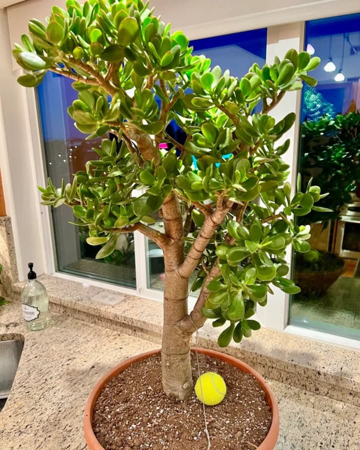 Crassula ovata: Eine wertvolle Pflanze, die man zu Hause hegen sollte
Man sollte sie niemals aus der Wohnung nehmen oder impulsiv vermehren.
Diese wertvolle Pflanze wird unverzichtbar, sobald man ihre Vorteile entdeckt.
Vermehrung durch Blatt:
Wähle ein gesundes Blatt aus.
Lass es 1 bis 2 Tage im Schatten trocknen, bis sich eine leichte Kruste bildet.
Pflanze die Basis in leicht feuchte Erde, ohne sie zu tief einzusetzen.
Halte eine sanfte Feuchtigkeit, bis Wurzeln und Triebe erscheinen.
Vermehrung durch Steckling:
Schneide ein gesundes Stück Stängel ab.
Lass es 1 bis 2 Tage trocknen, damit sich an der Basis eine Kruste bildet.
Stelle es in ein Glas Wasser oder pflanze es direkt in gut durchlässige Erde.
Halte das Substrat leicht feucht, bis es Wurzeln bildet.
Feng Shui Tipp:
Platziere die Crassula ovata rechts neben der Eingangstür auf der Nordseite, um Reichtum und positive Energie anzuziehen.
Pflege:
Behandle die Pflanze mit Sorgfalt, um ihre Schönheit und energetischen Vorteile voll zu genießen.