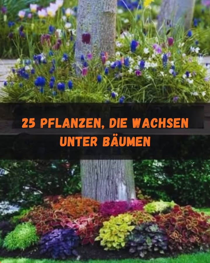 Schattengarten verschönern: 25 ideale Pflanzen
Gestalten Sie schattige Gartenbereiche mit diesen 25 wunderschönen Pflanzen, die unter Bäumen gedeihen:
Blühende Pflanzen: Anemone, Akelei, Schlüsselblumen, Schaumblumen, Stiefmütterchen, Veilchen, Begonien und Schmetterlingsblume bringen Farbe und Blütenpracht.
Sträucher: Schneebeere, Neunrinde, Alpen-Johannisbeere, Berglorbeer, Baum-Pfingstrose, Kamelie, Pieris Japonica, Oregon-Traubenholly sowie Azaleen und Rhododendren sorgen für Struktur und Blütenfülle.
Bodendecker & Laubpflanzen: Lamium, Bergenie, Hostas, Lysimachia und Sedum bieten attraktive Blätter und sind pflegeleicht.
Spezialpflanzen: Hortensien für eindrucksvolle Blüten, Fleißige Lieschen für Schattenblüten, Koleus mit buntem Laub, sowie Sukkulenten wie Hennen und Küken für besondere Akzente.
Diese Pflanzen bringen Farbe, Struktur und Leben in schattige Bereiche und sind perfekt für einen lebendigen, attraktiven Garten.