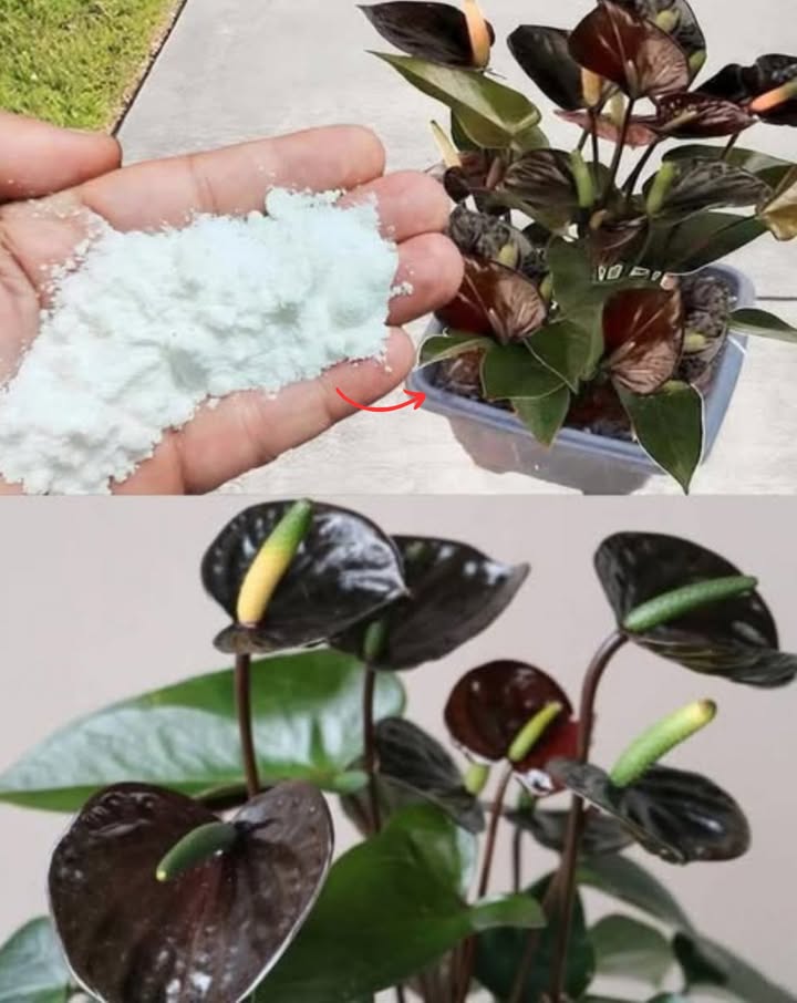 Der beste natürliche Dünger, den auch Baumschulen verwenden  und kostet nur ein paar Cent! 

So bereitest du ihn zu:
 1 Teelöffel Natron Backpulver ohne Zusatzstoffe in 1 Liter Wasser auflösen
 Gut umrühren, bis es vollständig gelöst ist

Anwendung im Boden:
 Gieße die Lösung gleichmäßig um die Pflanzen herum auf den Boden

Zusätzliche Vorteile:
 Hilft bei gelben oder schlaffen Blättern
 Fördert neue Triebe und verbessert die allgemeine Pflanzengesundheit
 Kann auch auf die Blätter gesprüht werden, um Schädlinge und Pilze zu bekämpfen

Anwendungsfrequenz:
 Einmal im Monat anwenden, um die Vitalität und das Wachstum der Pflanzen zu fördern

 Eine natürliche, einfache und kostengünstige Methode, um deine Pflanzen schön und gesund zu halten!