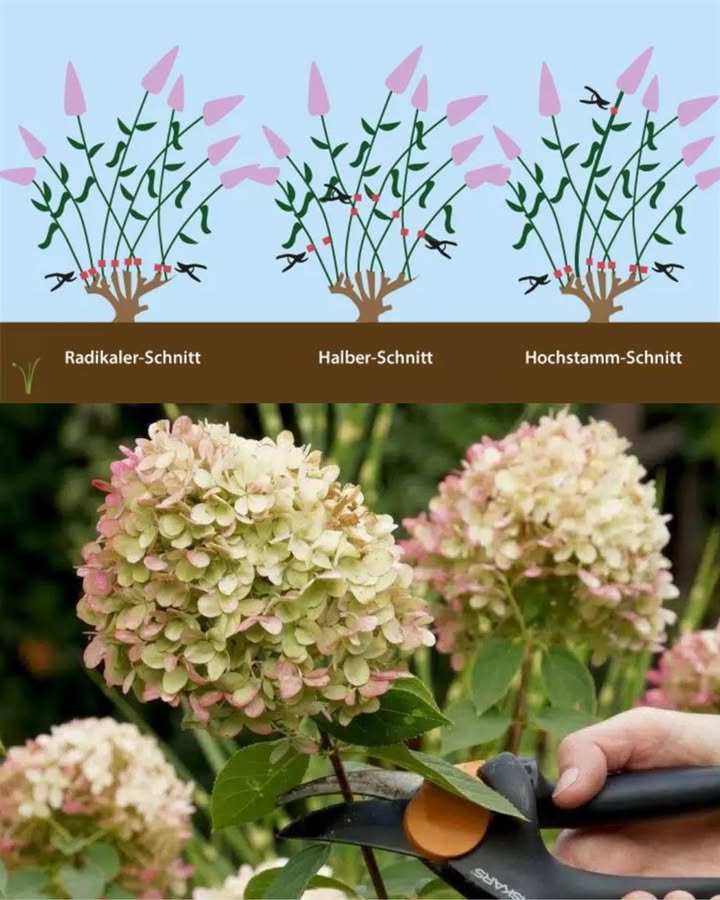 Rispenhortensie richtig schneiden 
Die Rispenhortensie Hydrangea paniculata gehört zu den beliebtesten Gartensträuchern. Mit ihren großen, kegelförmigen Blütenrispen sorgt sie von Sommer bis Herbst für eindrucksvolle Farbakzente. Damit sie auch im nächsten Jahr wieder reich blüht, ist der richtige Rückschnitt entscheidend.
Wann ist der beste Zeitpunkt?
Der ideale Zeitpunkt zum Schneiden ist Ende Februar bis Anfang März, bevor der Neuaustrieb beginnt. So vermeiden Sie Frostschäden und fördern kräftiges Wachstum.
Wie sollte man schneiden?
Alte Blütenstände entfernen  Schneiden Sie die vertrockneten Blüten knapp über einem kräftigen Knospenpaar ab.
Triebe kürzen  Kürzen Sie die Vorjahrestriebe um etwa ein Drittel bis die Hälfte. Das regt die Pflanze an, neue starke Triebe zu bilden.
Alte oder schwache Äste entfernen  Schneiden Sie ältere, sehr dünne oder nach innen wachsende Triebe direkt am Boden ab.
Form wahren  Achten Sie darauf, dass die Pflanze eine gleichmäßige, lockere Form behält.
Warum ist der Schnitt so wichtig?
 Er fördert kräftige neue Triebe, auf denen die Blüten des Jahres erscheinen.
 Die Rispen werden größer und üppiger.
 Die Pflanze bleibt gesund und vital, da abgestorbene Teile entfernt werden.
Tipp
Wenn Sie eine besonders große Blütenpracht wünschen, schneiden Sie stärker zurück. Für eine natürlichere Form genügt ein leichter Rückschnitt.