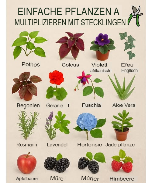 16 Pflanzen, die sich leicht durch Stecklinge vermehren lassen

Stecklinge sind eine einfache und natürliche Methode, um Pflanzen ohne Aussaat zu vervielfältigen. Hier eine Auswahl von Gewächsen, die du ganz leicht zuhause nachziehen kannst:

Efeutute Pothos  Bildet schnell Wurzeln im Wasser

Buntnessel Coleus  Bewurzelt sowohl in Erde als auch in Wasser

Usambaraveilchen  Aus einem einzelnen Blatt können neue Pflanzen entstehen

Efeu  Kletterpflanze mit schneller Wurzelbildung

Begonie  Stecklinge aus Blättern oder Stängeln möglich

Geranie  Bildet rasch Wurzeln aus Stängelstecklingen

Fuchsie  Vermehrung über krautige Stecklinge, reichblühend

Aloe vera  Bildet Ableger an der Basis, einfach umzutopfen

Rosmarin  Halbverholzte Stecklinge sehr geeignet

Lavendel  Krautige oder halbverholzte Stecklinge je nach Saison

Hortensie  Am besten blütenlose Triebe in feuchte Erde stecken

Jadepflanze  Blatt oder Trieb in trockene Erde setzen

Apfelbaum  Stecklinge aus Hartholz in der Ruhephase

Wilder Maulbeerbaum  Aus Trieben oder Wurzeln vermehrbar

Schwarzer Maulbeerbaum  Krautige Stecklinge im Sommer bringen gute Erfolge

Himbeere  Stecklinge aus Wurzeln oder Trieben möglich

 Pflanzen zu vermehren heißt, ihr Leben zu verlängern und dein Zuhause ganz natürlich zu bereichern.