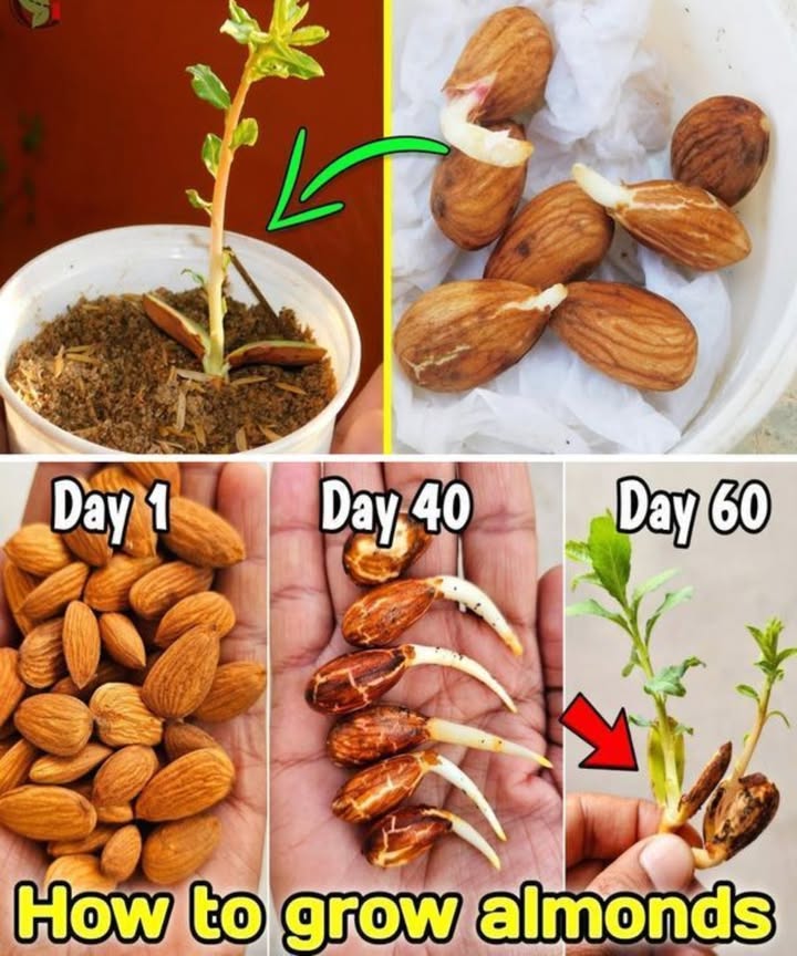 How to Grow Almonds from Seed  The Natural Way! 

1 Soak raw almonds for 48 hours
2 Wrap them in a damp paper towel and refrigerate for 3040 days
3 Once sprouted, plant them in soil with the sprout facing down
4 Watch your baby almond tree grow in just 60 days!

 Patience and a little care = your own almond tree at home! 樂