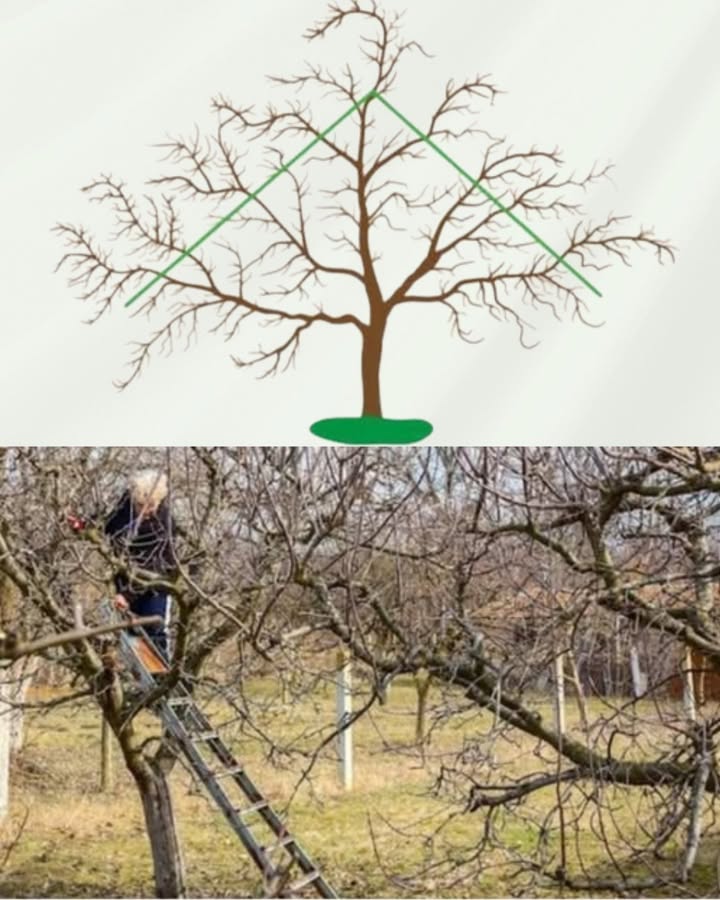 Obstbäume richtig schneiden  Für Gesundheit und Ertrag 
1 Gesundheit und Wachstum
Regelmäßiges Schneiden entfernt kranke und alte Äste, stärkt die Vitalität und schützt vor Pilzerkrankungen.
2 Licht und Luft
Eine offene Krone lässt Sonne und Luft besser zirkulieren, was die Fruchtbildung und Reife fördert.
3 Der richtige Zeitpunkt
Winterschnitt JanuarMärz regt Wachstum an. Sommerschnitt JuniAugust bremst starkes Wachstum und bringt mehr Licht ins Innere.
4 Grundregeln
Nach innen wachsende und steile Triebe entfernen, Fruchtholz fördern, saubere Schnitte über einer Knospe setzen.
5 Schrittweise vorgehen
Erst tote Äste entfernen, dann Krone auslichten und lange Triebe kürzen. Große Schnittstellen mit Wundbalsam behandeln.
6 Häufige Fehler
Nicht zu zaghaft schneiden, kein Frostschnitt und nicht ins alte Holz schneiden.
Ein gut gepflegter Obstbaum bleibt stabil, fruchtbar und liefert über viele Jahre reiche Ernten.