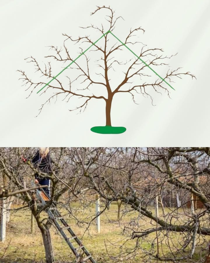 Richtiges Beschneiden von Obstbäumen 

1 Warum beschneiden?
Hält den Baum gesund, verbessert die Belüftung, beugt Krankheiten vor und erhöht die Obstproduktion.

2 Wann beschneiden
– Winter Januar-März: regt das Wachstum an.
– Sommer Juni-August: Kontrolliert die Wuchskraft und bringt mehr Licht in die Krone.

3 Wie man es macht
– Abgestorbene, kranke und nach innen gerichtete Zweige entfernen.
– 3 bis 5 gut verteilte Hauptäste belassen.
– Machen Sie saubere Schnitte knapp über einem Knoten.
– Schneiden Sie nicht an sehr kalten oder heißen Tagen.

4 Ergebnis
Widerstandsfähigere, produktivere und ausgeglichenere Bäume, Jahr für Jahr.