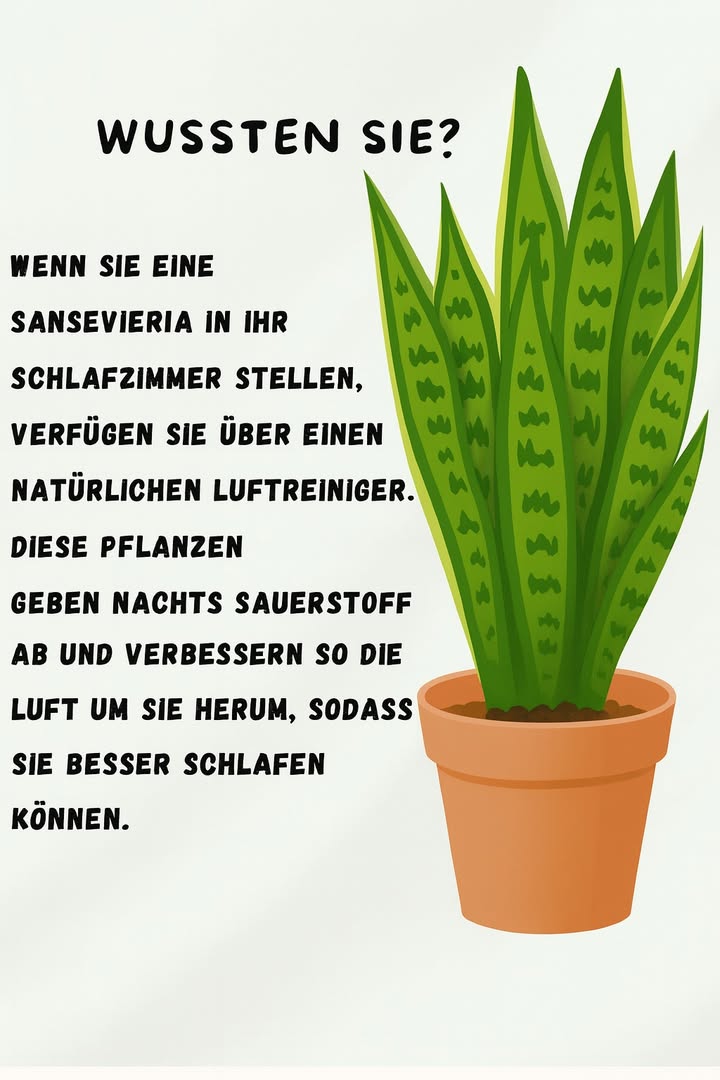 Sansevieria  die Schlafpflanze 
1 Natürlicher Luftreiniger
Die Sansevieria, auch Bogenhanf genannt, filtert Schadstoffe aus der Luft und sorgt für ein gesünderes Raumklima. Viele glauben, das schaffen nur teure Luftreiniger  aber diese Pflanze machts gratis.
2 Sauerstoff in der Nacht
Im Gegensatz zu den meisten Pflanzen produziert sie auch nachts Sauerstoff. Perfekt also fürs Schlafzimmer, um die Luft frisch zu halten. Typischer Fehler: Sie ins Bad stellen, wo es zu feucht ist  sie mag es lieber trocken.
3 Pflegeleicht
Fast unkaputtbar: wenig Wasser, ein heller bis halbschattiger Platz und schon wächst sie brav vor sich hin. Anfänger kippen oft zu viel Wasser hinein und wundern sich über matschige Blätter.
4 Besser schlafen
Frische Luft, mehr Sauerstoff und dazu ein grüner Blickfang  so wird dein Schlafzimmer zur kleinen Wellness-Oase.
Mit einer Sansevieria holst du dir nicht nur ein stylisches Deko-Element, sondern auch eine echte Einschlafhilfe ins Haus.