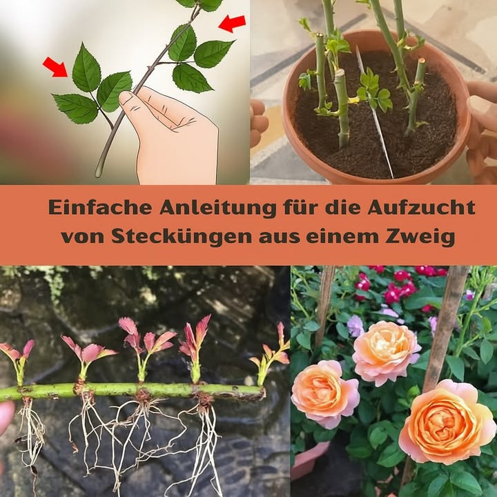 Einfache Anleitung: Rosen aus nur einem Zweig vermehren
 Günstige, natürliche Methode  ganz ohne Chemikalien
 Perfekt, um besondere Sorten zu erhalten und Gärtnern zu lernen
 Du brauchst nur einen gesunden Trieb, Erde, einen Blumentopf und etwas Geduld

 Materialien
Gesunder Rosenzweig 1520 cm

Saubere, scharfe Schere

Blumentopf mit einer Mischung aus Erde, Sand und Kompost

Bewurzelungshilfe optional: Zimt, Aloe Vera oder Linsenwasser

Plastikflasche oder durchsichtiger Beutel

Wasser

 Schritte zur Bewurzelung von Rosenstecklingen
1 Den richtigen Trieb wählen
Wähle einen gesunden, blütenlosen Trieb ohne Schädlinge  mittelgroß und kräftig.

2 Diagonal schneiden
Schneide den Trieb schräg direkt unter einem Knoten ab.

3 Blätter entfernen
Entferne die unteren Blätter, lasse nur 23 Blätter oben stehen.

4 Wurzelhilfe anwenden optional
Tauche das Ende des Stecklings in Zimt, Aloe-Gel oder Wasser von gekeimten Linsen.

5 Einpflanzen
Setze den Steckling in den Topf, sodass etwa die Hälfte des Stängels in der Erde steckt.

6 Feuchtigkeit bewahren
Decke den Topf mit einer abgeschnittenen Plastikflasche oder einem Beutel ab.

7 Heller Standort, kein direktes Sonnenlicht
Stelle den Topf an einen hellen Ort ohne direkte Sonne und gieße nur leicht  nicht durchnässen!

 Bewurzelungsdauer
In der Regel zwischen 3 und 6 Wochen

Wenn du beim leichten Ziehen einen Widerstand spürst, haben sich Wurzeln gebildet

Neue Triebe = erfolgreiche Bewurzelung

 Umpflanzen
Umtopfen, wenn Wurzeln aus dem Topfboden wachsen oder das Wachstum kräftig wird

Vorsichtig umpflanzen, um die jungen Wurzeln nicht zu beschädigen

 Nützliche Tipps
Erde stets nur leicht feucht halten  nicht nass!

Setze mehrere Stecklinge an, um die Erfolgsquote zu erhöhen

Nach dem Bewurzeln leicht düngen

Vor Wind und Temperaturschwankungen schützen

Mit ein wenig Geduld kannst du so deine eigenen Rosenpflanzen heranziehen  ganz einfach und nachhaltig!
