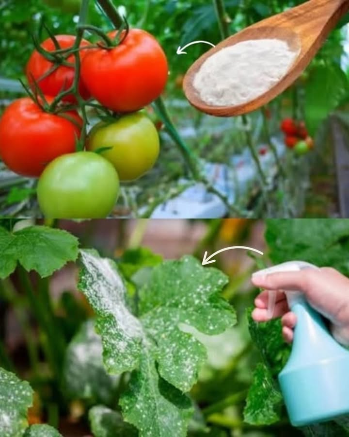 Natron: Eine natürliche Lösung zur Pflege Ihres Gartens
Richtig angewendet kann Natron dem Gärtner viele Vorteile bringen und dabei die Umwelt schonen. Hier sind zehn einfache und wirkungsvolle Anwendungen:
 Insekten fernhalten
Alle drei Tage eine Mischung aus Wasser, Olivenöl, mildem Seifenwasser und Natron auf empfindliche Pflanzen sprühen.
 Gegen Ameisen vorgehen
Eine Mischung aus Natron, Puderzucker und etwas Wasser in der Nähe der Ameisenhaufen platzieren  wirkt als natürlicher Abwehrstoff.
 Gemüse vor Raupen schützen
Ein Gemisch aus gleichen Teilen Mehl und Hefe auf die Blätter streuen, um Angriffe vorzubeugen.
識 Dekorative Elemente reinigen
Blumentöpfe, Statuen und Brunnen erstrahlen nach einfachem Abreiben mit Natron wieder in neuem Glanz.
 Laub pflegen
Blätter mit einer milden Natronlösung reinigen, um Staub zu entfernen und Pilzkrankheiten vorzubeugen.
凌 Geschmack von Gemüse verbessern
Eine leichte Zugabe von Natron zum Boden kann die Säure reduzieren und den Geschmack von Gemüse wie Karotten oder Tomaten verbessern.
 Blüte stärken
Fügen Sie dem Gießwasser einen Teelöffel Natron hinzu, um die Vitalität und Strahlkraft der Blumen zu fördern.
 Blumensträuße länger frisch halten
Eine Prise Natron und Salz im Vasewasser verlängert die Frische geschnittener Blumen.
 Schimmel vorbeugen
Eine Lösung aus Wasser und Natron auf befallene Stellen sprühen  ein mildes und wirksames Fungizid.
 Unkraut zwischen Pflastersteinen hemmen
Eine dicke Paste aus Natron in die Fugen geben, um das Nachwachsen zu bremsen.
 Ein gut gepflegter Garten mit einfachen, umweltfreundlichen Maßnahmen!