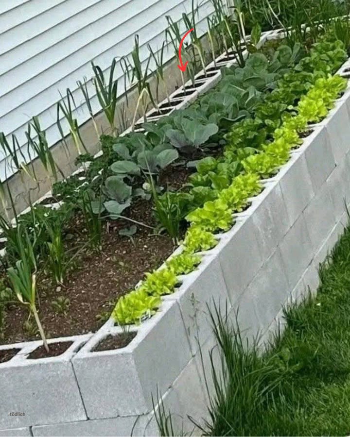 Mein selbst gebautes Hochbeet aus Betonblöcken  Einfach, robust und clever! 

Einführung
Als leidenschaftlicher Hobbygärtner habe ich mich dazu entschlossen, ein Hochbeet aus Betonblöcken zu bauen. Warum? Weil es nicht nur funktional, sondern auch ästhetisch ansprechend ist. In diesem Artikel teile ich meine Erfahrungen, Tipps und Tricks, wie du dein eigenes Betonhochbeet errichten kannst  ganz einfach, robust und clever!

Vorteile eines Hochbeets aus Betonblöcken
1. Langlebigkeit und Stabilität
Beton ist ein äußerst robustes Material, das Wind, Wetter und anderen äußeren Einflüssen standhält. Im Vergleich zu Holzhochbeeten, die mit der Zeit verrotten können, bietet ein Betonhochbeet eine nahezu unbegrenzte Lebensdauer.

2. Wärmespeicherung
Beton speichert Wärme und gibt sie langsam an die Pflanzen ab. Dies fördert das Wachstum, besonders in den kühleren Monaten. Die Wärme, die durch die Verrottung der unteren Schichten entsteht, unterstützt die Pflanzen zusätzlich.

3. Ergonomisches Arbeiten
Dank der erhöhten Bauweise musst du dich beim Gärtnern nicht bücken. Das schont den Rücken und macht die Gartenarbeit angenehmer.

4. Geringer Pflegeaufwand
Betonhochbeete sind pflegeleicht. Sie sind resistent gegenüber Schädlingen wie Schnecken und benötigen keine regelmäßige Behandlung gegen Fäulnis oder Schimmel.

Materialien und Werkzeuge
Bevor du mit dem Bau beginnst, stelle sicher, dass du folgende Materialien und Werkzeuge bereithältst:

Materialien:
Betonblöcke z. B. L-Steine oder Pflanzringe
Unkrautfolie oder Vlies
Erde Hochbeeterde oder eine Mischung aus Kompost, Gartenerde und Sand
Pflanzen z. B. Tomaten, Gurken, Kräuter, Petunien

Werkzeuge:
Wasserwaage
Gummihammer
Schaufel
Handschuhe
Schritt-für-Schritt-Anleitung zum Bau
1. Standortwahl
Wähle einen sonnigen Standort für dein Hochbeet. Achte darauf, dass der Boden eben ist und keine Staunässe entsteht.

2. Fundament vorbereiten
Lege eine Schicht aus Kies oder Splitt, um eine stabile Basis zu schaffen und die Drainage zu verbessern.

3. Betonblöcke setzen
Setze die Betonblöcke in der gewünschten Form z. B. rechteckig oder quadratisch auf das vorbereitete Fundament. Achte darauf, dass sie eben und stabil stehen.

4. Unkrautfolie verlegen
Decke den Boden des Hochbeets mit Unkrautfolie ab, um das Wachstum von Unkraut zu verhindern.

5. Befüllung
Fülle das Hochbeet schichtweise mit Erde. Beginne mit grobem Material wie Ästen oder Zweigen, gefolgt von Kompost und abschließend mit Hochbeeterde.

6. Bepflanzung
Pflanze deine gewünschten Gemüsesorten, Kräuter oder Blumen. Achte auf die jeweiligen Bedürfnisse der Pflanzen bezüglich Sonne, Wasser und Abstand.

7. Pflege
Gieße regelmäßig, besonders in den ersten Wochen nach der Pflanzung. Entferne Unkraut und kontrolliere die Pflanzen auf Schädlinge.

Tipps für die Bepflanzung
Tomaten: Benötigen viel Sonne und Wärme. Stelle sicher, dass sie ausreichend Platz haben und stütze sie bei Bedarf ab.
Gurken: Wachsen gut in Hochbeeten. Achte darauf, sie regelmäßig zu gießen und die Ranken zu leiten.
Kräuter: Ideal für die Randbereiche des Hochbeets. Sie benötigen weniger Platz und können das Wachstum anderer Pflanzen fördern.
Petunien: Bunte Blumen, die nicht nur schön aussehen, sondern auch Schädlinge fernhalten können.

Häufige Fehler und wie du sie vermeidest
Falsche Standortwahl: Achte darauf, dass dein Hochbeet genügend Sonnenlicht erhält und vor starkem Wind geschützt ist.
Unzureichende Drainage: Eine schlechte Drainage kann zu Staunässe führen. Stelle sicher, dass das Wasser gut abfließen kann.
Überfüllung: Gib den Pflanzen ausreichend Platz zum Wachsen. Zu dichtes Pflanzen kann das Wachstum hemmen und Krankheiten begünstigen.
Falsche Erde: Verwende hochwertige Hochbeeterde, um den Pflanzen die besten Wachstumsbedingungen zu bieten.
Fazit
Ein Hochbeet aus Betonblöcken ist eine hervorragende Möglichkeit, Gemüse und Kräuter im eigenen Garten anzubauen. Es bietet zahlreiche Vorteile wie Langlebigkeit, Wärmespeicherung und ergonomisches Arbeiten. Mit der richtigen Planung und Pflege kannst du eine reiche Ernte erzielen und gleichzeitig deinen Garten verschönern.

Wenn du Fragen hast oder weitere Tipps benötigst, stehe ich dir gerne zur Verfügung. Viel Spaß beim Gärtnern! 勒