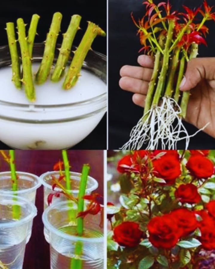 Wie man Rosen aus Stecklingen erfolgreich vermehrt
Rosen sind zeitlose Schönheiten im Garten und im Haus. Anstatt immer neue Pflanzen zu kaufen, kannst du Rosen ganz einfach selbst vermehren  und zwar durch Stecklinge. Diese Methode ist kostengünstig, effektiv und macht Spaß. Hier erfährst du Schritt für Schritt, wie du aus einem Rosenzweig eine blühende Pflanze ziehst.
1. Die richtigen Stecklinge auswählen
Schneide im Spätsommer oder Frühjahr gesunde, halb verholzte Triebe von einer kräftigen Mutterpflanze.
Achte darauf, dass der Trieb keine Blüten, sondern nur Blätter und Knospen trägt.
Die ideale Länge beträgt 1520 cm.
2. Vorbereitung der Stecklinge
Entferne die unteren Blätter, damit sie nicht im Wasser oder im Substrat verfaulen.
Schneide den unteren Teil schräg an, um die Wurzelbildung zu fördern.
Optional: Tauche das untere Ende in ein natürliches Bewurzelungsmittel, z. B. eine Mischung aus Wasser und Aloe-Vera-Saft oder Kokoswasser.
3. Bewurzelung im Wasser
Stelle die Stecklinge in ein Glas oder einen Becher mit sauberem Wasser.
Wechsle das Wasser alle paar Tage, um Schimmelbildung zu vermeiden.
Platziere das Gefäß an einem hellen, warmen Ort, jedoch ohne direkte Sonneneinstrahlung.
4. Alternative: Bewurzelung in Kokosmilch oder Weidenwasser
Kokosmilch oder Weidenwasser enthalten natürliche Hormone, die das Wurzelwachstum anregen.
Tauche die Stecklinge für einige Stunden oder Tage ein, bevor du sie ins Wasser oder direkt in Erde setzt.
5. Umtopfen in Erde
Sobald sich kräftige Wurzeln gebildet haben nach etwa 36 Wochen, kannst du die Stecklinge in einen Topf mit nährstoffreicher, lockerer Erde pflanzen.
Halte die Erde gleichmäßig feucht, aber nicht nass.
Stelle den Topf an einen hellen Ort, geschützt vor starkem Wind und direkter Mittagssonne.
6. Pflege bis zur Blüte
Dünge die jungen Pflanzen nach einigen Wochen mit einem milden Blumendünger.
Entferne schwache Triebe, um die Kraft auf gesunde Triebe und Blüten zu lenken.
Mit etwas Geduld wirst du schon im nächsten Jahr die ersten Rosenblüten sehen.
Fazit:
Mit dieser einfachen Methode kannst du aus einem einzelnen Rosenzweig eine neue, kräftige Pflanze ziehen. Ob als Geschenk oder zur Erweiterung deines Gartens  selbst gezogene Rosen sind etwas ganz Besonderes und bringen doppelte Freude.