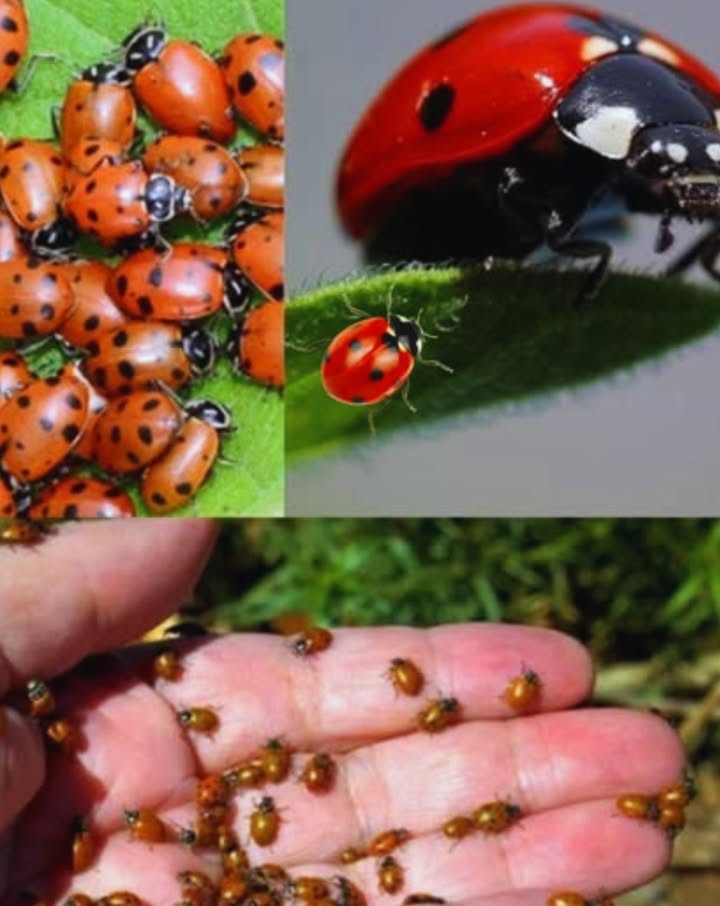 Wie man Marienkäfer anzieht und natürlich für seinen Garten sorgt 
Marienkäfer sind hervorragende Helfer im Kampf gegen Schädlinge wie Blattläuse. Um sie anzulocken, pflanze Blumen wie Koriander, Fenchel, Dill und Majoran, die Nektar und Unterschlupf für ihre Larven bieten.
Vermeide chemische Pestizide und setze stattdessen auf natürliche Mittel wie schwarze Seife oder Knoblauch. Schaffe Unterschlüpfe aus trockenen Blättern oder Insektenhotels. Halte einige Unkräuter wie Brennnesseln und Klee in Schach, da sie Blattläuse beherbergen können.
Stelle flache Wasserschalen auf, damit die Marienkäfer trinken können.
Mit diesen einfachen Schritten wird dein Garten auf natürliche Weise gedeihen und bleibt frei von Chemikalien.