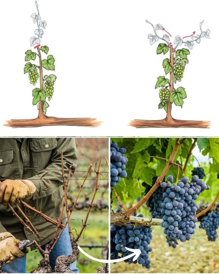 Reben richtig schneiden 

1 Der beste Zeitpunkt für den Rebschnitt ist im Spätwinter, wenn die Pflanze ruht und kein starker Frost mehr droht.

2 Entferne alte, abgestorbene und kranke Triebe, um Platz für neue, kräftige Ranken zu schaffen.

3 Kürze die einjährigen Triebe, da hier die meisten Trauben wachsen. Lasse nur einige Augen stehen, aus denen neue Fruchttriebe entstehen.

4 Achte darauf, die Haupttriebe in einer klaren Struktur zu halten, damit die Pflanze stabil bleibt und gleichmäßig wächst.

5 Vermeide zu dichtes Wachstum, damit Licht und Luft an die Blätter und Früchte gelangen können.

6 Im Sommer können überlange Triebe eingekürzt werden, um die Kraft stärker in die Fruchtbildung zu lenken.

7 Ein sauberer, regelmäßiger Schnitt sorgt für gesunde Pflanzen und eine reiche Traubenernte.

 Mit diesen Schritten bleiben Reben kräftig, gut geformt und ertragreich.