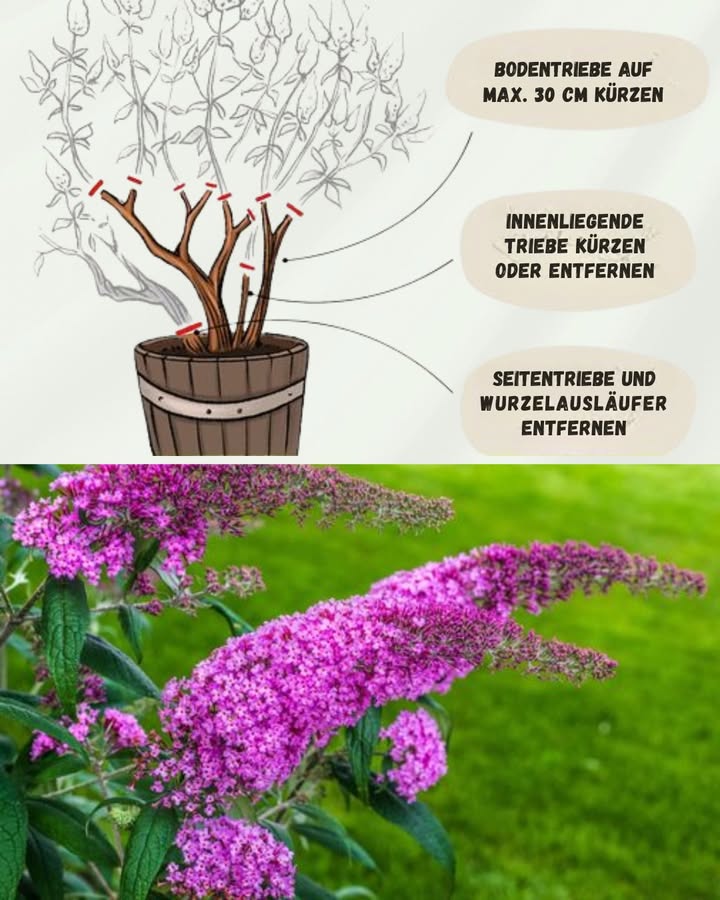 Sommerflieder richtig schneiden: Tipps für eine üppige Blüte und kontrolliertes Wachstum
Der Sommerflieder, auch Schmetterlingsflieder genannt, ist ein beliebter Strauch, der Schmetterlinge anzieht und Ihrem Garten eine besondere Note verleiht. Ein regelmäßiger Rückschnitt ist entscheidend, um die Blühfreudigkeit zu fördern und die Ausbreitung des Strauchs zu kontrollieren.
Wichtige Schnittzeiten:
Verjüngungsschnitt im Winter/Frühjahr: Schneiden Sie den Strauch im späten Winter oder frühen Frühjahr radikal zurück auf 20-30 cm über dem Boden, um neues, gesundes Wachstum zu fördern.
Leichter Rückschnitt im Herbst: Nach der Blüte im Herbst können Sie den Strauch leicht zurückschneiden, um die Form zu erhalten.
Entfernen verblühter Blüten im Spätsommer: Um die unkontrollierte Ausbreitung des Flieders zu verhindern, entfernen Sie die verblühten Blütenstände im Spätsommer.
Pflegehinweise:
Verwenden Sie stets scharfes, sauberes Werkzeug, um Schnitte leicht schräg oberhalb einer Knospe oder Blattachsel zu setzen und Staunässe zu vermeiden.
Da der Sommerflieder als invasive Art gilt, sollten verblühte Blütenstände  besonders wenn sich bereits Samen gebildet haben  im Hausmüll entsorgt werden.
Mit diesen Pflegetipps bleibt Ihr Sommerflieder gesund, blühfreudig und ein Paradies für Schmetterlinge und andere Insekten.