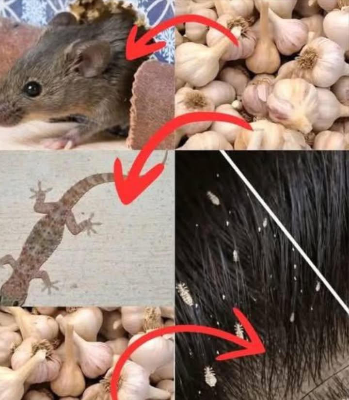 Garlic isnt just for your dishes… its a powerful natural weapon.
Instead of using chemicals against mice, flies, lice, cockroaches, etc., use garlic.
Its a biological, effective, economical, and ecological solution.
It has been used for centuries… but many ignore it today.

1. Repel mice
Method: Crush a few cloves of garlic, put them on cotton, and place them in corners.
Effect: The smell acts as an invisible barrier. Mice flee.

2. Repel flies
Method: Blend garlic with water, strain, and spray on doors and windows.
Effect: Flies cant stand the smell. They wont come back.

3. Eliminate lice
Method: Apply a garlic paste with a little water to the scalp.
Effect: Suffocates lice and their eggs. Chemical-free.

 4. Repel Cockroaches
Method: Crushed garlic in containers, under sinks, and in dark corners.
Effect: They become disoriented and leave.

5. Repel Lizards
Method: Apply garlic paste at the entrances to the house.
Effect: Olfactory barrier. They wont come near.

6. Repel Mosquitoes
Method: Spray garlic with water around the house.
Effect: Natural repellent. Sleep soundly.

The future lies in simplicity.
Garlic is eco-hacking: less poison, more common sense.
Turn your home into a mosquito-free zone… without chemicals.