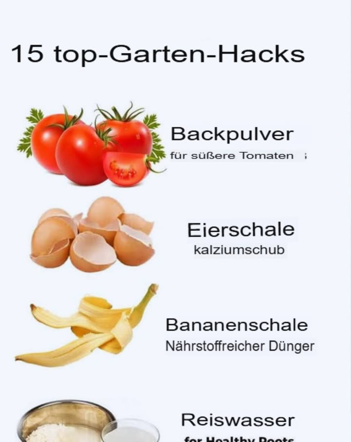 Verändere deinen Garten mit einfachen Hacks

Gartengestaltung: Ideen für den Garten deiner Träume!  Bosch DIY
Es gibt viele Wege, deinem Garten neues Leben einzuhauchen, ohne dass es kompliziert oder kostspielig sein muss. Mit ein paar cleveren Haushaltsgegenständen kannst du das Wachstum und die Gesundheit deiner Pflanzen verbessern. Hier ist eine freundliche Schritt-für-Schritt-Anleitung, um vier effektive Garten Hacks auszuprobieren.

1 Backpulver verwenden

Streue etwas Backpulver um deine Tomatenpflanzen. Das hilft, die Süße der Tomaten zu steigern, indem es den pH-Wert des Bodens ausgleicht. Achte darauf, nicht zu viel zu verwenden, um Schäden zu vermeiden!

2 Eierschalen nutzen

Sammle deine Eierschalen und spüle sie gründlich aus. Lass sie trocknen und zermahle sie in kleine Stücke oder zu Pulver. Diese geben deinem Boden einen natürlichen Calcium-Schub und verhindern Probleme wie die Blütenendfäule bei Tomaten.

3 Bananenschalen hinzufügen

Schneide Bananenschalen klein und vergrabe sie in der Nähe deiner Pflanzen. Sie sind reich an Kalium und Phosphor, essentielle Nährstoffe, die eine gesunde Wurzelentwicklung und die allgemeine Pflanzenkraft fördern.

4 Reiswasser verwenden

Nach dem Abspülen deines Reises, wirf das übrig gebliebene Wasser nicht weg! Lass es abkühlen und benutze es, um deine Pflanzen zu gießen. Dieses Reiswasser ist voll mit Nährstoffen, die deine Pflanzen nähren und die Wurzelgesundheit unterstützen.

Denke daran, dass Gartenarbeit eine Reise voller Lernen und Wachstum ist. Hab Freude beim Ausprobieren dieser Hacks und sieh zu, wie dein Garten erblüht! Viel Spaß beim Gärtnern!