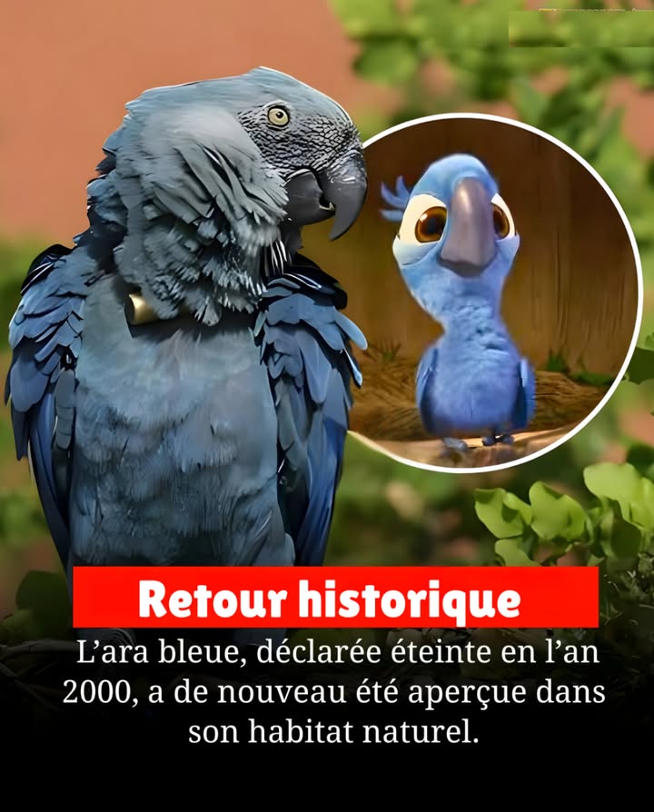 Retour historique 
Après plus de deux décennies dabsence dans la nature, lara de Spix  célèbre pour avoir inspiré le film Rio  vole à nouveau dans le ciel du Brésil.

Grâce à des programmes internationaux de conservation et délevage en captivité, cette espèce retrouve enfin son habitat dorigine, marquant une étape historique pour la biodiversité et lun des plus grands succès de la préservation de ces dernières années.

#HistoiresDeLaVieRéelle #Conservation #Biodiversité