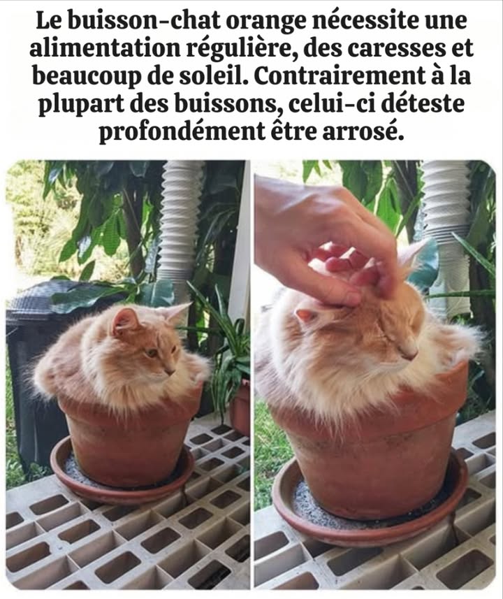 votre conseil du jour !! 藍