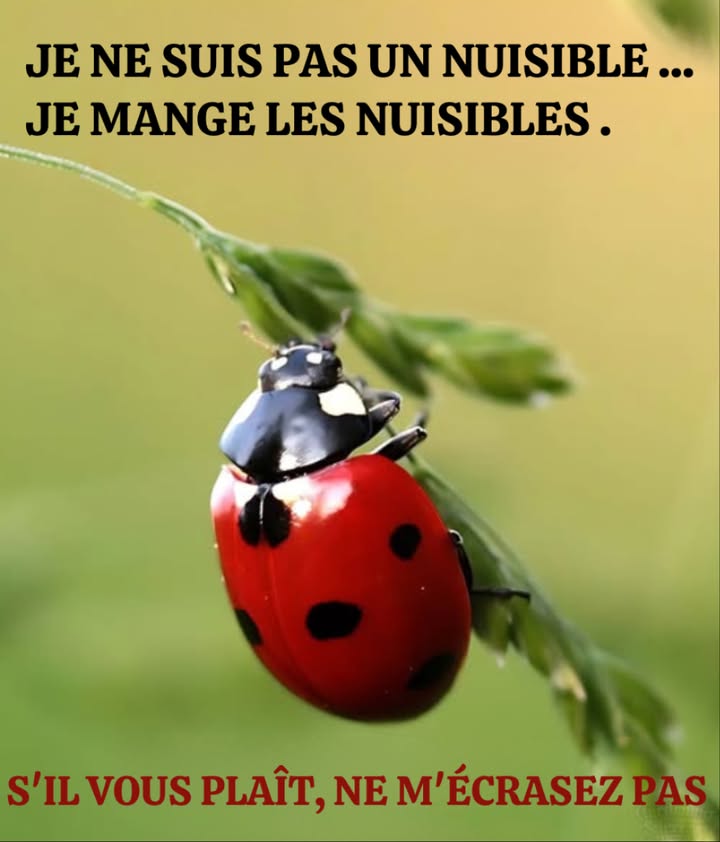 Coccinellidae : des alliées précieuses pour un jardin sain 

 Famille répandue de petits coléoptères
 Appelées “coccinelles” en Amérique du Nord
 Surnommées “ladybirds” au Royaume-Uni
 Terme préféré des entomologistes : “Coccinellidae” pour éviter les confusions

 Bienfaits naturels :
 Prédateurs efficaces des pucerons et cochenilles
 Solution biologique contre les ravageurs du jardin

 Astuce de jardinier :
 Planter de laneth, du fenouil et des légumes pour les attirer durablement 華