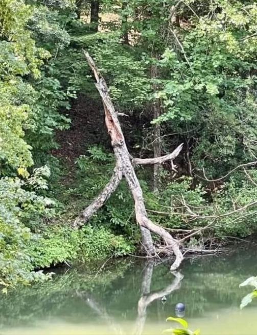 Cet arbre a lair de se faufiler hors des bois 藍