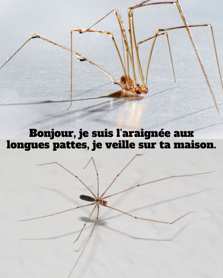 LAraignée Faucheuse : Gardienne Silencieuse de la Maison

Cette araignée domestique, de la famille des Pholcidae, est inoffensive pour lêtre humain et joue un rôle essentiel dans le contrôle naturel des nuisibles tels que les araignées violonistes, les veuves noires, les mouches et les cafards. Elle est ladversaire principale de laraignée violoniste.

Bien que la présence de toiles daraignées puisse sembler indésirable, les bénéfices davoir cet aranéide à la maison sont nombreux. Elle contribue à léquilibre écologique intérieur et régule naturellement les insectes indésirables.