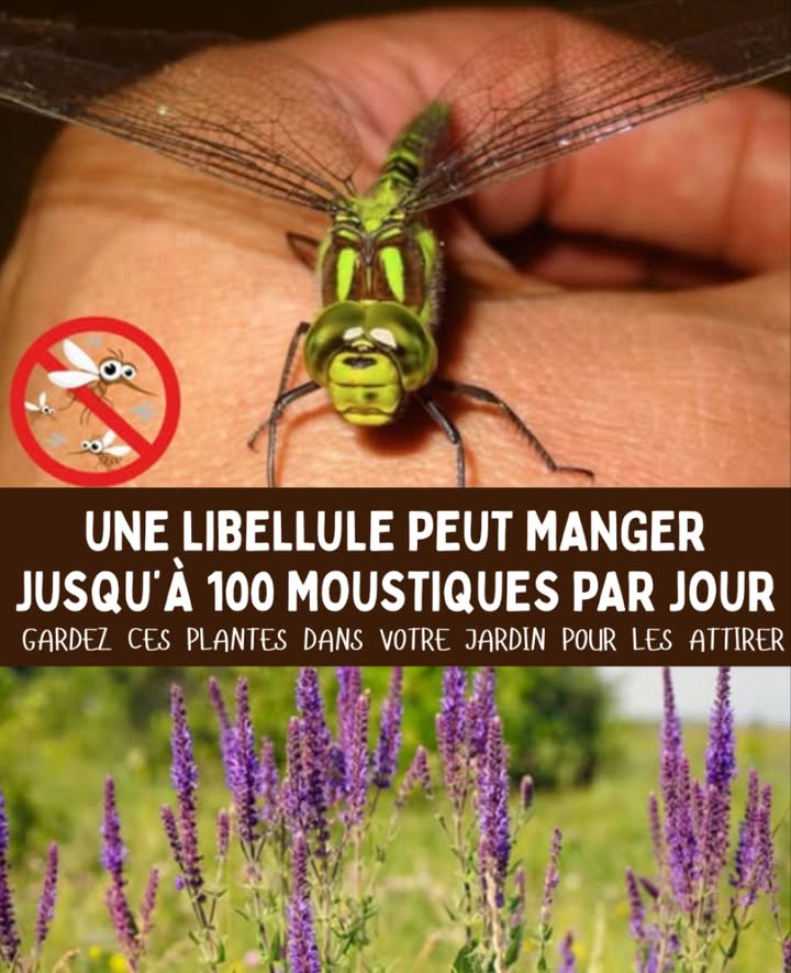 Attire les libellules au jardin  elles dévorent des centaines de moustiques chaque jour 

Plantes alliées des libellules :
 Massette totora  Abri idéal et zone de reproduction
 Nénuphars  Repos parfait sur leau
 Liatris étoile flamboyante  Attire leurs proies naturelles
 Lantana  Fleurs vives irrésistibles
 Eupatoire herbe de Joe-Pye  Source de nectar et pôle à pollinisateurs

 Un jardin accueillant et naturel pour des journées sans moustiques