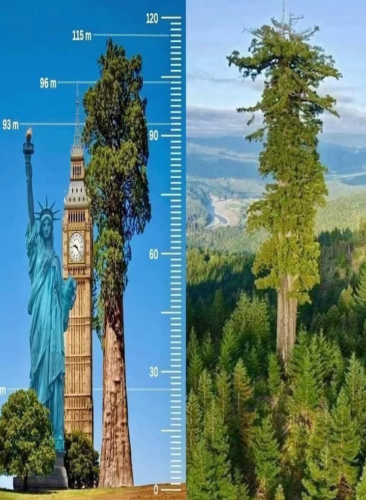 Hyperion  Le géant silencieux de Californie 
Plus haut que la Statue de la Liberté, plus imposant que le Big Ben, ce colosse végétal domine le monde naturel.

 Hauteur vertigineuse : 115,55 m
Un véritable gratte-ciel vivant, équivalant à un immeuble de 35 étages. Une prouesse de la nature.

 Espèce : Séquoia sempervirens
Symbole de longévité et de puissance, Hyperion règne au cœur du parc national de Redwood, en Californie.

 Âge estimé : 700 à 800 ans
Un témoin ancestral des siècles passés, enraciné dans lhistoire et la terre.

蝹 Volume de bois : 530 m
Une réserve colossale de matière, protégée dans un écrin de verdure.

 Un secret bien gardé
Pour préserver cet être majestueux, sa localisation exacte reste confidentielle.

 Crédit : Massimo x

 Un arbre qui défie le temps, les hommes et les monuments. Un monument vivant.