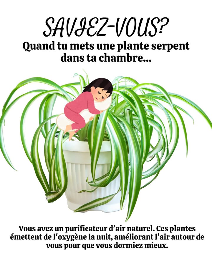 La Plante Serpent dans la Chambre : Purificateur dAir Naturel 

 Purification  Absorbe benzène, formaldéhyde et autres polluants pour assainir lair intérieur.
 Oxygène la Nuit  Continue à produire de loxygène après le coucher du soleil, favorisant une respiration plus profonde.
 Sommeil Réparateur  Réduit lair vicié, détend latmosphère et améliore la qualité du sommeil.
 Entretien Facile  Très résistante, tolère la faible luminosité et demande peu darrosage.

 Conseil : Placez-la près du lit ou dans un coin lumineux pour profiter de ses bienfaits en continu.

 Résultat : Un air plus sain, un sommeil apaisé et une déco naturelle.