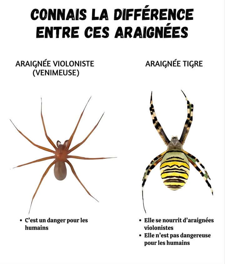 Connais la différence entre ces araignées

 Araignée violoniste venimeuse
 Peut être dangereuse pour les humains
 Sa morsure peut provoquer des réactions graves

 Araignée tigre inoffensive
 Se nourrit daraignées violonistes
 Ne représente aucun danger pour les humains

 Ne tue pas toutes les araignées : certaines sont des alliées précieuses dans la maison et au jardin