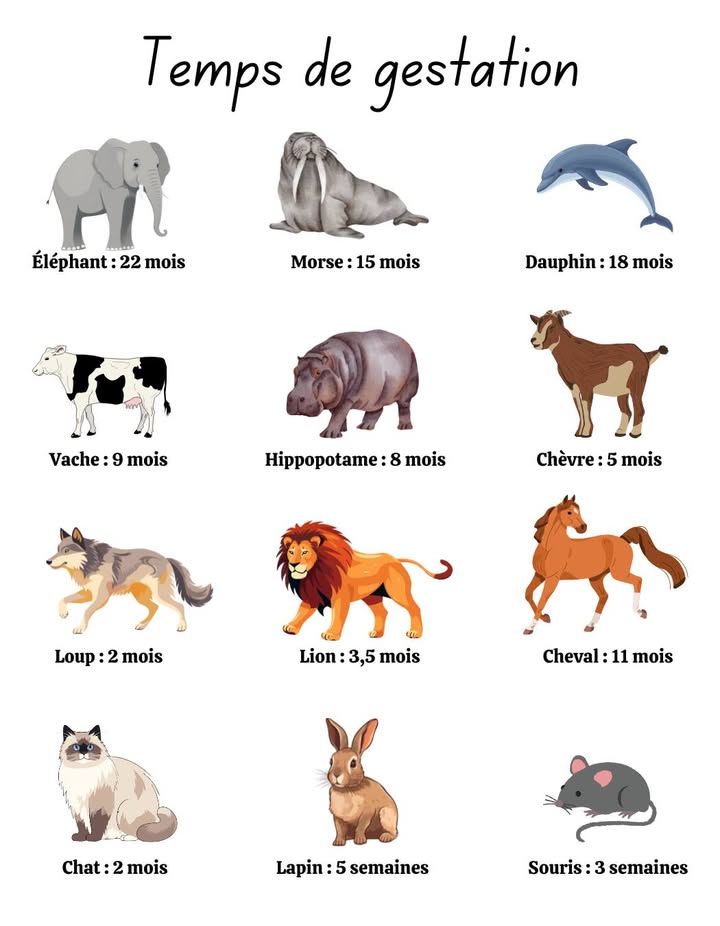 Périodes de Gestation  Du Plus Long au Plus Court 
Gestations longues
  Éléphant : 22 mois presque 2 ans
  Baleine : 14 à 16 mois
 憐 Rhinocéros : 15 à 16 mois
 鍊 Hippopotame : 8 mois
 漣 Girafe : 15 mois
Gestations courtes
  Souris : 19 à 21 jours
  Lapin : 28 à 32 jours
  Chat : 63 à 65 jours
  Chien : 58 à 68 jours
  Hamster : 16 à 18 jours
 Facteurs influençant la durée
 Taille : Les grands animaux portent plus longtemps.
 Âge de la femelle : Les jeunes ont souvent des gestations plus courtes.
 Environnement : Température, nourriture et conditions de vie influencent la durée.
#Animaux #Biologie #Gestation