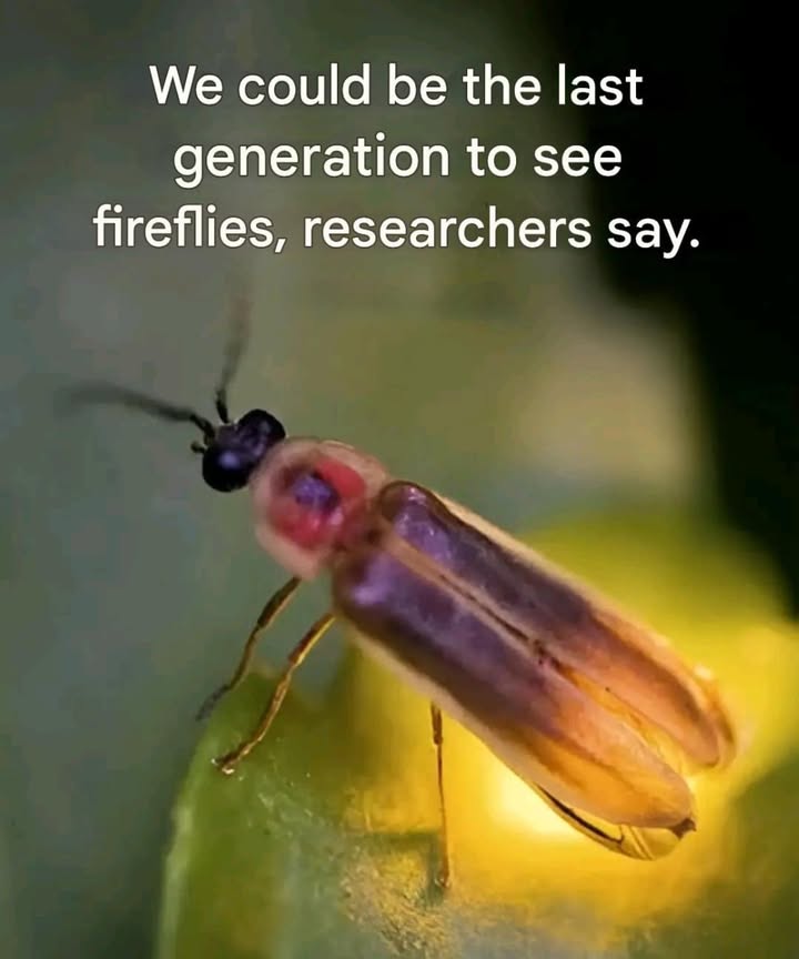 The lights go out.
The fireflies fade  not by fate, but by our hand.
Pesticides. Light pollution. Vanishing wild spaces.
The amber-star firefly nearly blinked out until someone noticed.

Theres still time.
 Let your garden grow wild
 Turn off the floodlights
 Skip the chemical sprays
 Plant native species
 Protect the night

This isnt just about nostalgia.
Its a signal. A responsibility. A flicker we can still keep alive.
Let it shine.