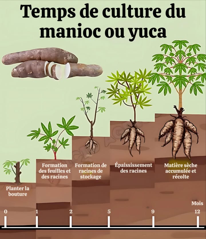 Combien de temps faut-il pour cultiver le manioc , Voici son cycle de croissance détaillé

 Le manioc, aussi appelé yuca, est une culture tropicale essentielle au développement lent mais régulier :

 Mois 0 : Plantation par boutures  un morceau de tige est inséré dans le sol.
 Mois 1 : Apparition des premières feuilles et racines  la croissance végétative commence.
 Mois 2 : Début de la formation des racines de réserve  les futures racines comestibles.
 Mois 5 : Les racines sépaississent, accumulant amidon et énergie.
 Mois 9 : Forte concentration de matière sèche  la récolte approche.
 Mois 12 : Récolte ! Les racines ont atteint leur plein développement.

 Adapté aux climats chauds, le manioc demande un bon drainage, un désherbage régulier et une gestion attentive du sol durant les premiers mois.
