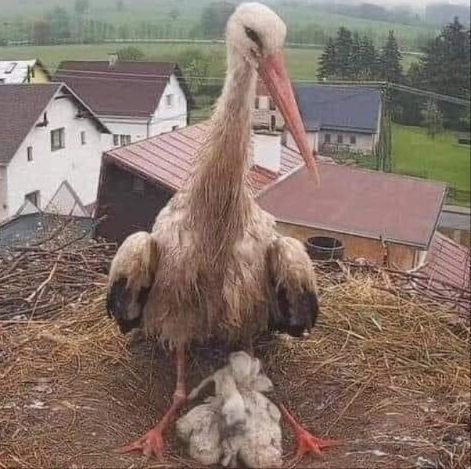 Un père cigogne sest retrouvé seul avec ses quatre petits sur des fils à haute tension après la mort de la mère le week-end dernier. Heureusement, il a accepté laide des humains : désormais, un homme grimpe au nid trois fois par jour pour nourrir les bébés et leur papa
