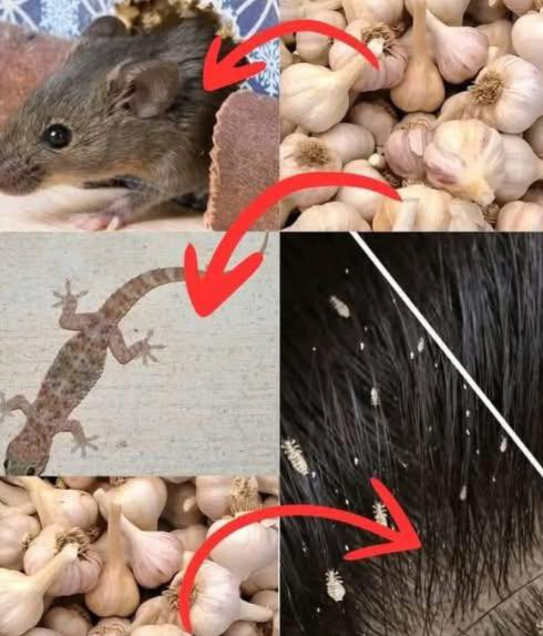 龍 Lail : bien plus quun simple ingrédient de cuisine
Un remède naturel puissant, utilisé depuis des siècles, écologique, économique et efficace.

 Voici comment il protège ta maison :

1 Éloigner les souris
 Méthode : Écrase quelques gousses, place-les sur du coton dans les coins.
 Effet : Leur odeur crée une barrière invisible.

2 Repousser les mouches
 Méthode : Mixe ail  eau, filtre et vaporise sur portes et fenêtres.
 Effet : Les mouches ne supportent pas lodeur et disparaissent.

3 Éliminer les poux
 Méthode : Applique une pâte dail  un peu deau sur le cuir chevelu.
 Effet : Étouffe poux et lentes sans produits chimiques.

4 Chasser les cafards
 Méthode : Ail écrasé dans des coupelles, sous lévier et dans les recoins.
 Effet : Ils se désorientent et quittent les lieux.

5 Éloigner les lézards
 Méthode : Pâte dail aux entrées de la maison.
 Effet : Barrière olfactive naturelle.

6 Repousser les moustiques
 Méthode : Ail  eau en spray autour de la maison.
 Effet : Un répulsif naturel qui assure des nuits paisibles.

 Lavenir est dans la simplicité :
Moins de poison, plus de bon sens.
Avec lail, transforme ta maison en zone sans produits chimiques.