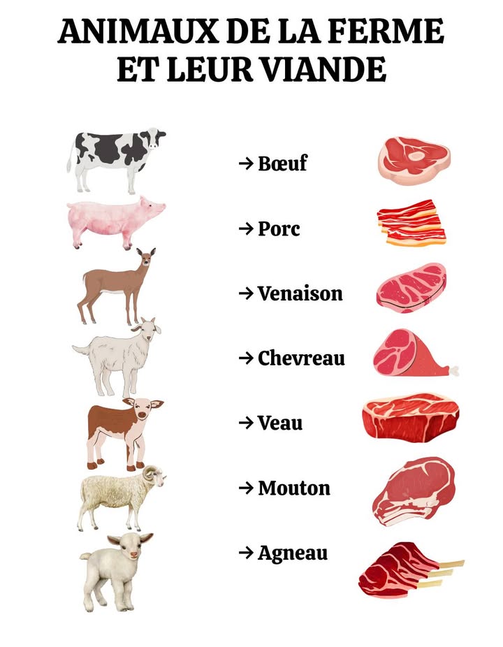 Bien choisir sa viande pour une alimentation équilibrée et des plats savoureux ! 

 Types de viandes & recettes faciles à savourer 

數 Bœuf
 Origine : Bovin
 Texture : Ferme et juteuse
 Saveur : Prononcée et charnue
 Atouts : Riche en protéines, fer et vitamine B12

 Recette : Steak grillé à la moutarde
 4 steaks de bœuf
 2 c. à s. de moutarde
 1 c. à s. dhuile dolive
 Sel, poivre

Faire griller les steaks 5 min de chaque côté. Mélanger moutarde  huile, napper sur la viande chaude. Servir aussitôt.

 Porc
 Origine : Porcin
 Texture : Tendre et légèrement grasse
 Saveur : Douce et savoureuse
 Atouts : Source de protéines, vitamine B12, zinc

 Recette : Porc au curry et riz aux légumes
 500 g de porc émincé
 2 c. à s. de curry
 1 c. à s. dhuile dolive
 1 tasse de riz
 1 tasse de légumes oignon, carotte, poivron

Faire cuire le riz. Faire revenir le porc avec le curry et lhuile, ajouter les légumes. Servir chaud avec le riz.

 Agneau
 Origine : Ovin
 Texture : Juteuse et ferme
 Saveur : Intense et rustique
 Atouts : Riche en protéines, fer et vitamine B12

 Recette : Gigot dagneau au four, pommes de terre & oignons
 1 gigot
 2 pommes de terre en rondelles
 1 oignon émincé
 2 c. à s. dhuile dolive

Préchauffer à 180 C. Déposer le gigot dans un plat, entourer de légumes. Arroser dhuile et enfourner 45 min.

 Poulet
 Origine : Volaille
 Texture : Tendre et moelleuse
 Saveur : Légère et douce
 Atouts : Riche en protéines, vitamine B6, niacine

 Recette : Poulet au citron, riz & légumes
 4 filets de poulet
 2 c. à s. de jus de citron
 1 c. à s. dhuile dolive
 1 tasse de riz
 1 tasse de légumes oignon, carotte, poivron

Faire cuire le riz. Faire dorer le poulet avec le jus de citron et lhuile. Ajouter les légumes et servir.

 Une cuisine simple, variée et nutritive pour le plaisir et la santé au quotidien
