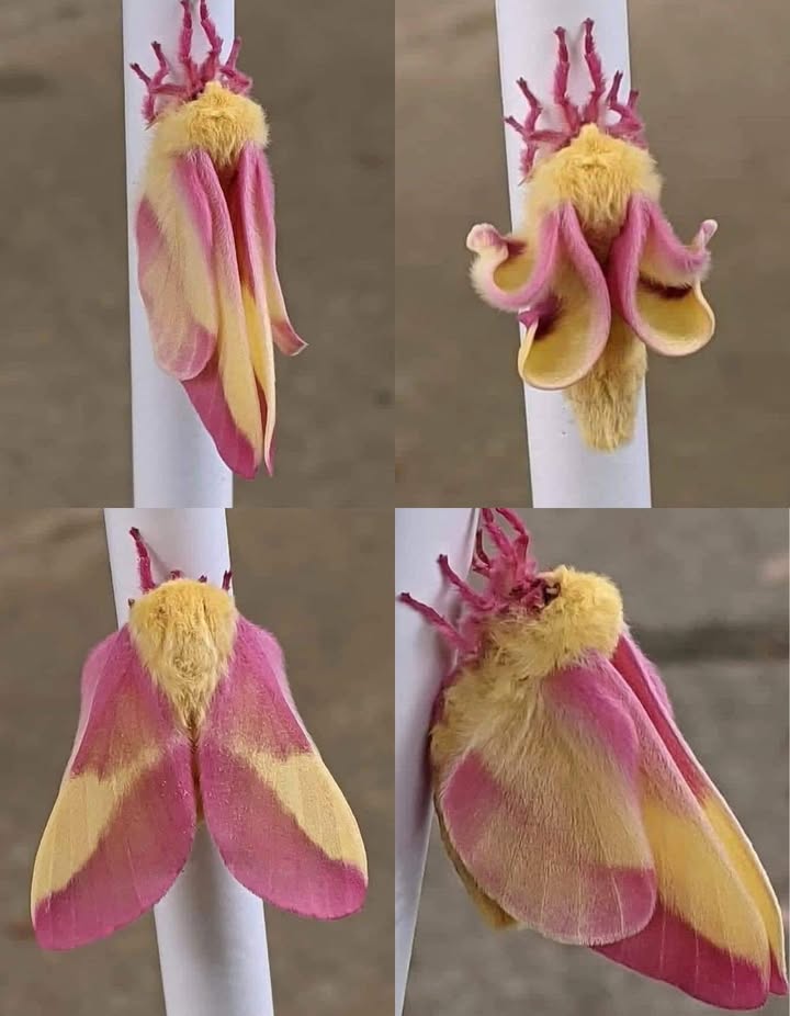 Pardon pour toutes ces photos, mais jai été témoin dun spectacle incroyable. Jai vu cette petite créature déployer ses ailes. Elle est passée de minuscules ailes à ce magnifique papillon : le Sphinx tête-de-mort rose 曆