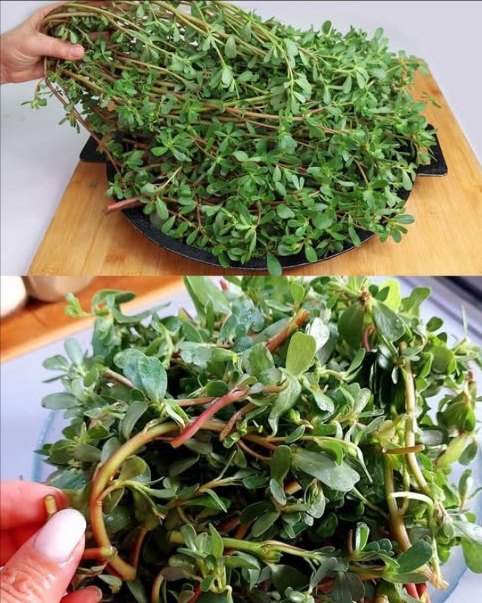 Cette plante est plus savoureuse que la viande ! Voici 8 raisons de lavoir dans votre jardin
 Recette simplifiée : Pesto de Pourpier et Basilic
Ingrédients :
 2 tasses de feuilles et tiges tendres de pourpier, lavées et grossièrement hachées
 45 g de feuilles de basilic, lavées
 1 gousse dail
 45 g damandes grillées
 Jus dun demi-citron
 50 ml dhuile dolive
 Sel et poivre au goût
 Instructions :
1. Mixer le pourpier, le basilic, lail, les amandes et le jus de citron.
2. Mixer jusquà obtenir une texture homogène.
3. Ajouter lentement lhuile dolive tout en mixant pour émulsionner.
4. Saler et poivrer selon votre goût.
5. Déguster sur des toasts, légumes rôtis, viandes ou pâtes.
 Bienfaits du Pourpier :
  Oméga-3 : excellente source végétale pour le cœur et le cerveau, idéale pour les régimes végans.
  Antioxydants : protège les cellules et ralentit le vieillissement.
 隣 Minéraux essentiels : calcium, magnésium, potassium, fer, phosphore, manganèse, cuivre, acide folique et sélénium.
  Vitamine C : renforce limmunité.
 凌 Bêta-carotène : précurseur de la vitamine A.
  Mélatonine : aide naturelle pour un meilleur sommeil.
  Réduction du cholestérol : grâce aux bétalaïnes, soutient la santé vasculaire.
  Tryptophane : régule lhumeur et combat la dépression.
 Le pourpier, une plante médicinale et gourmande à découvrir sans attendre.