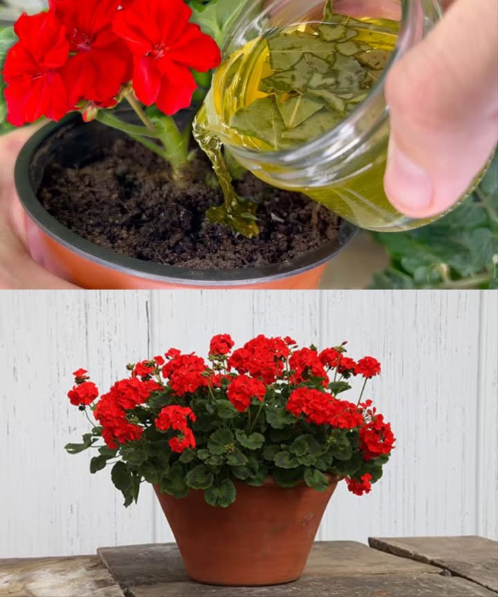 Le laurier pour ressusciter même la fleur la plus flétrie 

1 Fais chauffer de leau et ajoute 3 à 4 feuilles de laurier.
2 Laisse infuser plusieurs heures puis filtre la préparation.
3 Verse dans un flacon pulvérisateur et vaporise sur la terre, les feuilles et les fleurs abîmées.
4 Le laurier agit comme répulsif naturel, antiseptique, antioxydant et tonique pour renforcer les défenses de la plante.
5 Ce soin maison aide à raviver les plantes jaunies, affaiblies ou pourries, en douceur et sans produits chimiques.

 Une solution simple, puissante et naturelle pour redonner vie à ton jardin.