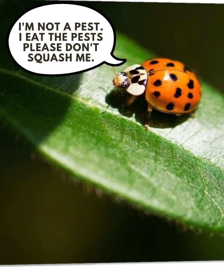 Coccinellidae is a widely distributed family of small beetles. In North America, they are commonly referred to as ladybugs, while in the United Kingdom, the name ladybirds is used. To avoid confusion with true bugs, entomologists generally call them ladybird beetles or lady beetles.